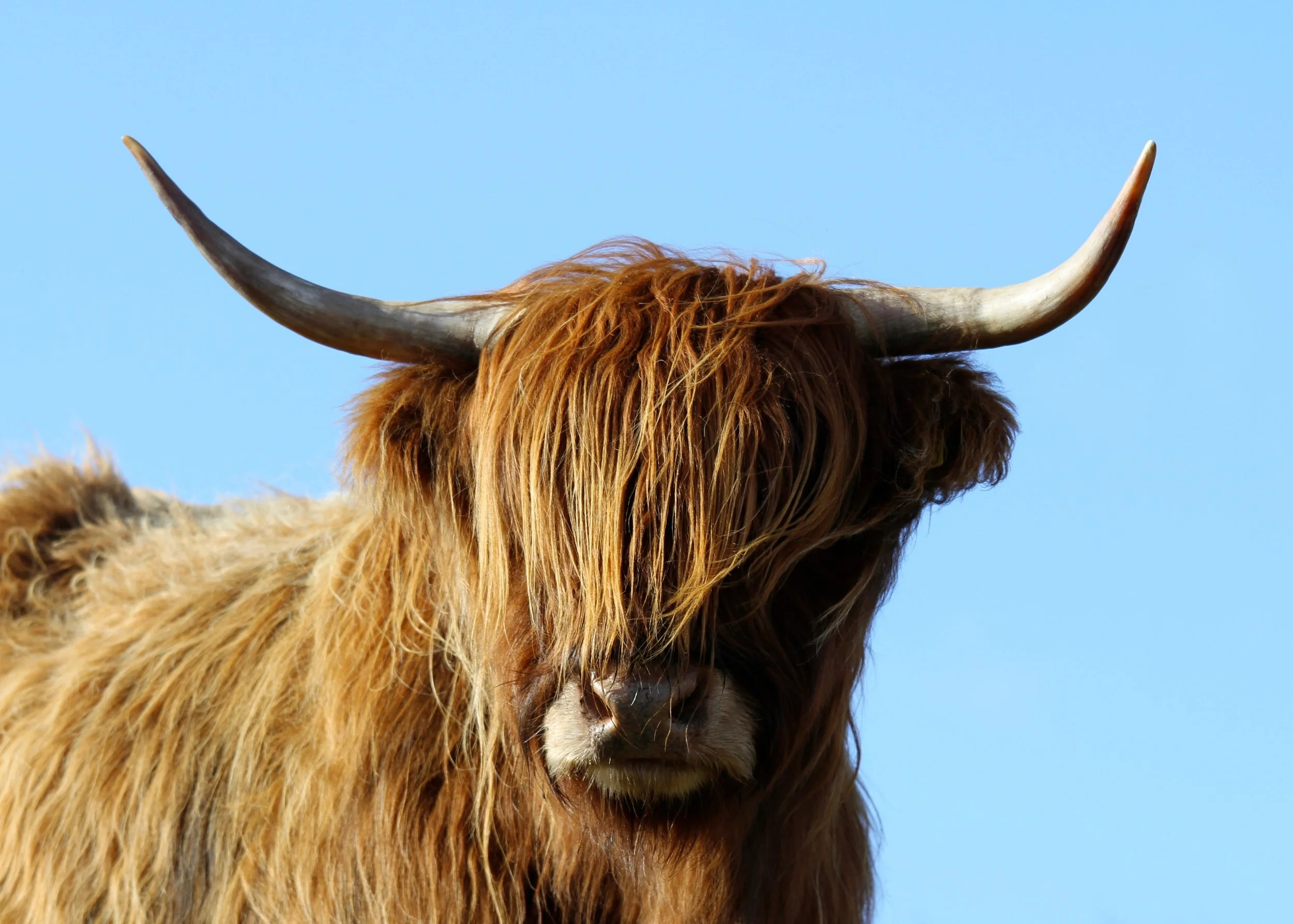 AdobeStock_1892493230 Highland Cow 1.jpeg