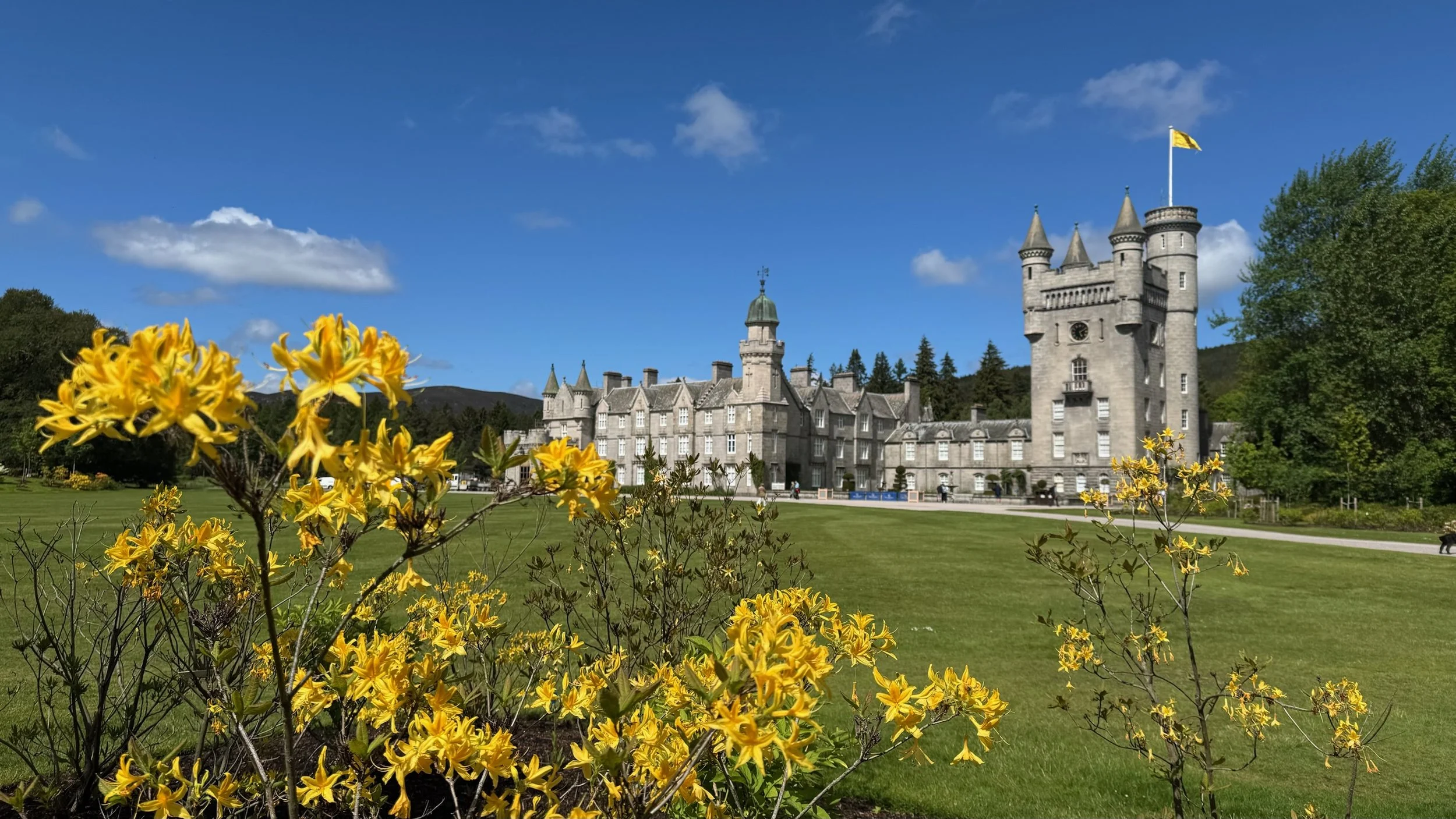 Balmoral castle taken from behind yellow flowers with clear blue skies