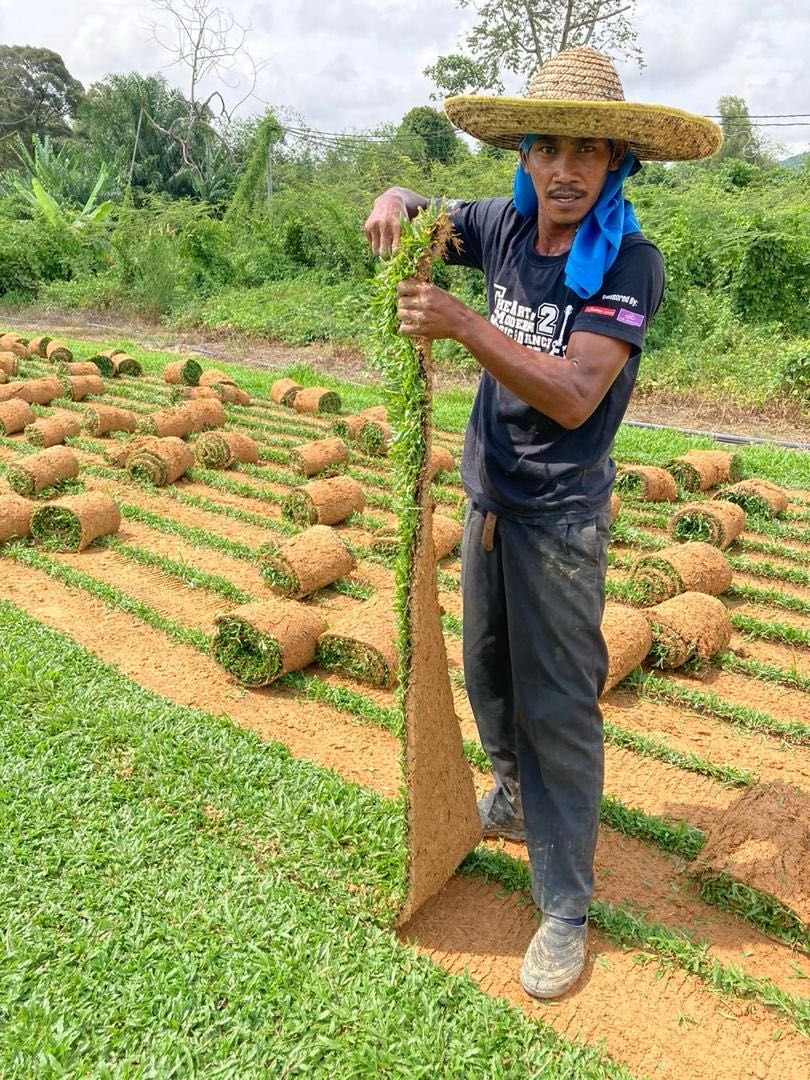 From Residential to Commercial: Versatile Applications of Cow Grass and Philippine Grass in Malaysia