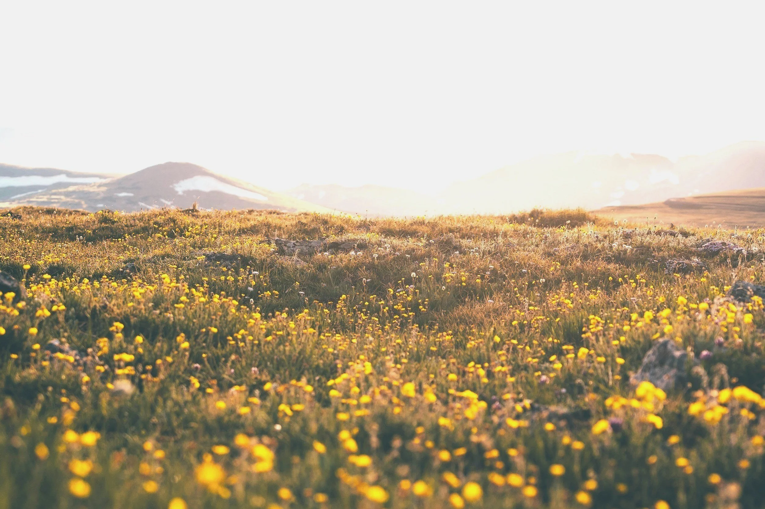 Sunlit mountain meadow with yellow wildflowers and snow-capped peaks in the distance