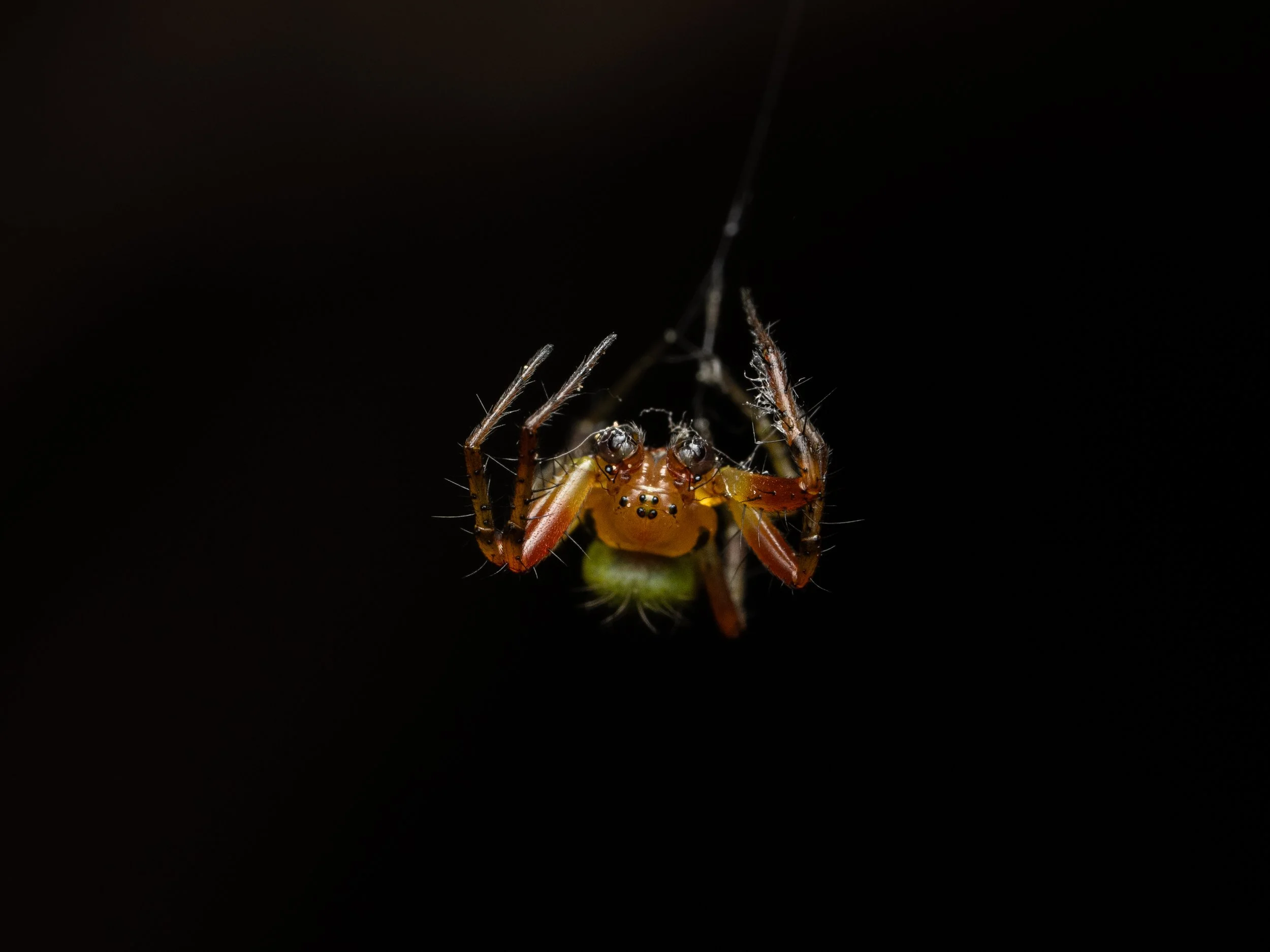 Close-up of a cucumber spider hanging from a web against a black background.