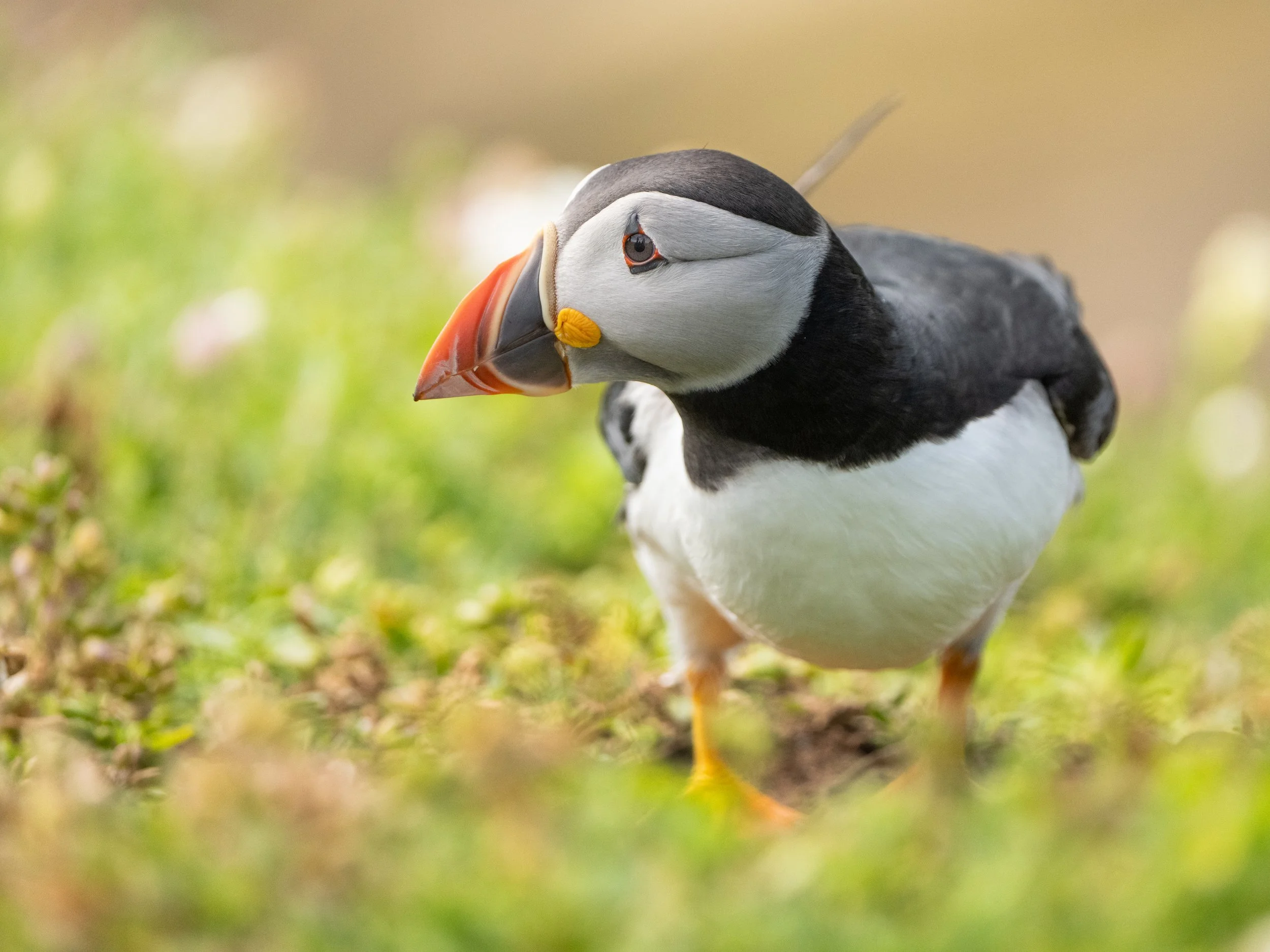 A close-up of a puffin standing on the ground with green foliage in the background.