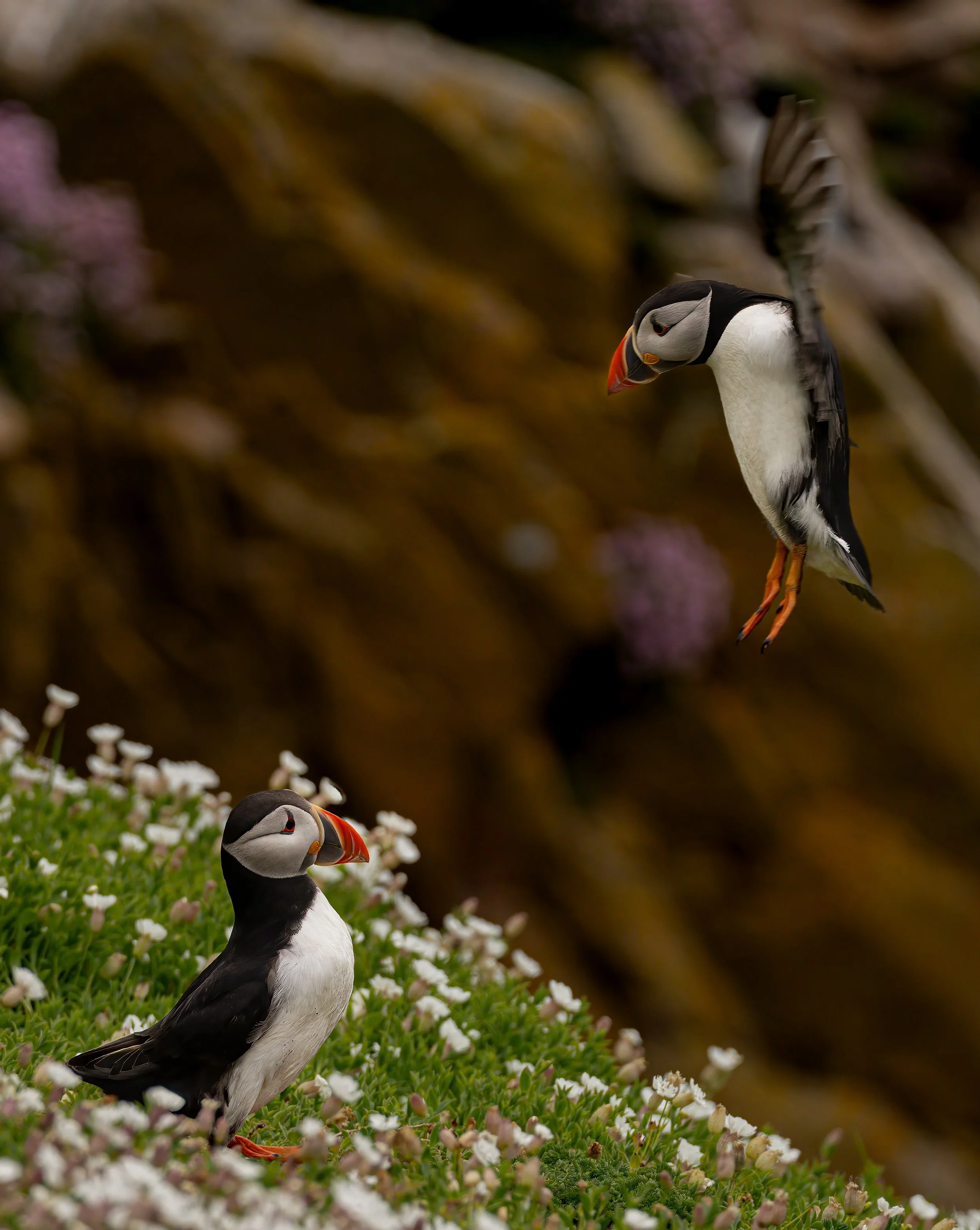 Two puffins on a grassy area surrounded by small white flowers, with a rocky background. One puffin stands upright in the foreground, and the other is preparing to land.