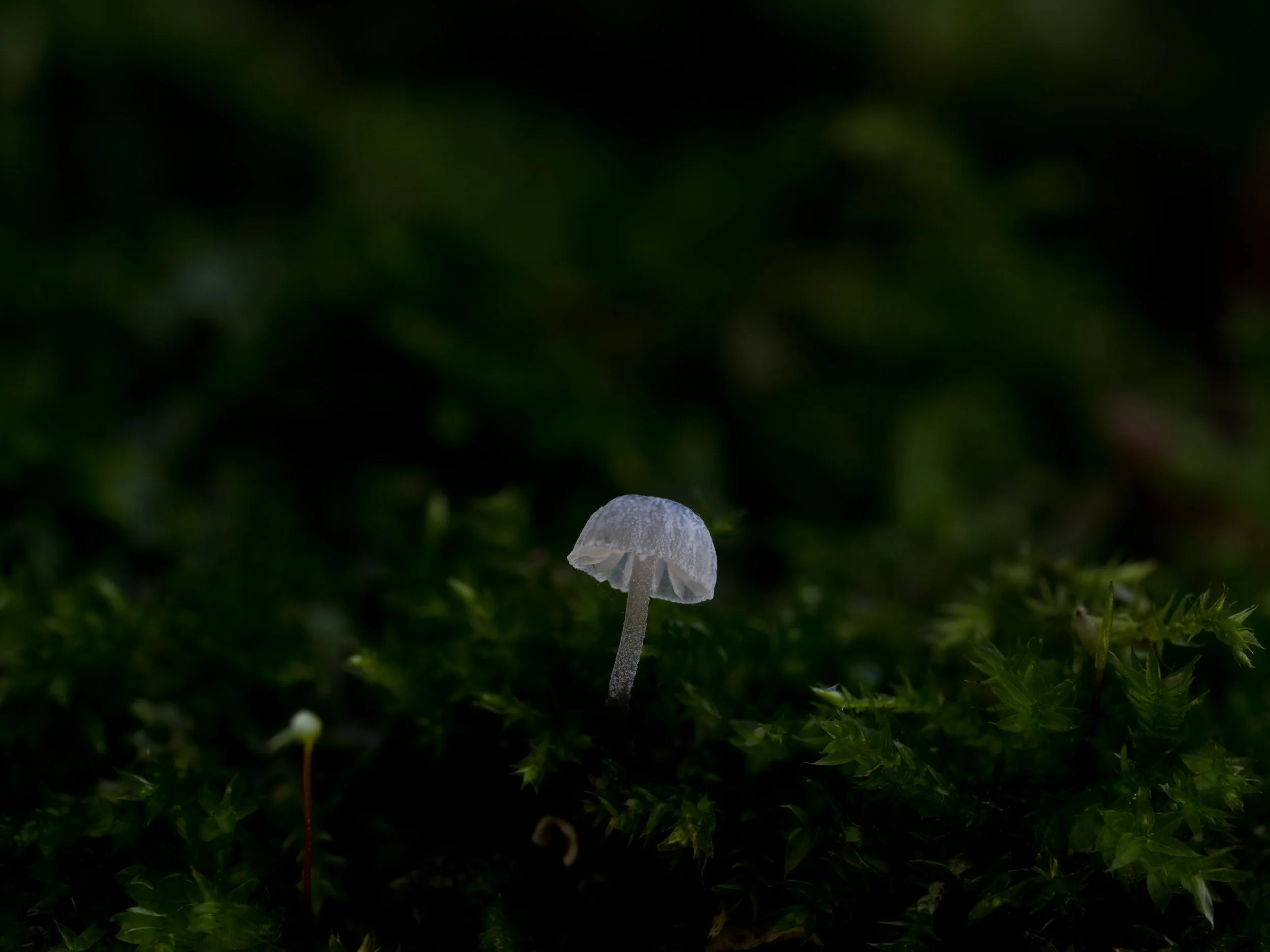 A single white mushroom (steely bonnet) growing amidst green moss and foliage in a natural outdoor setting.
