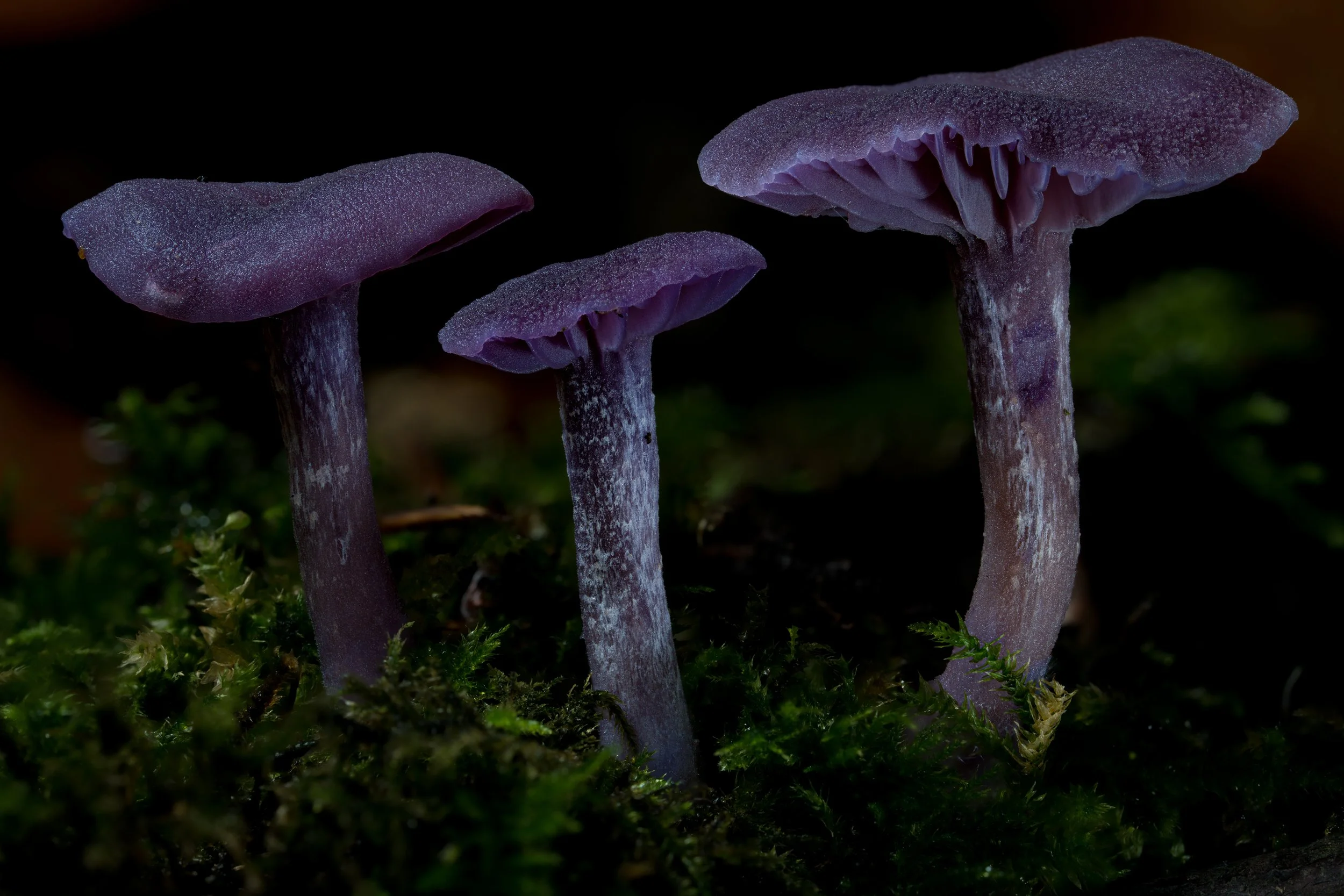 Three purple amethyst deceiver mushrooms growing on mossy ground in darkness.