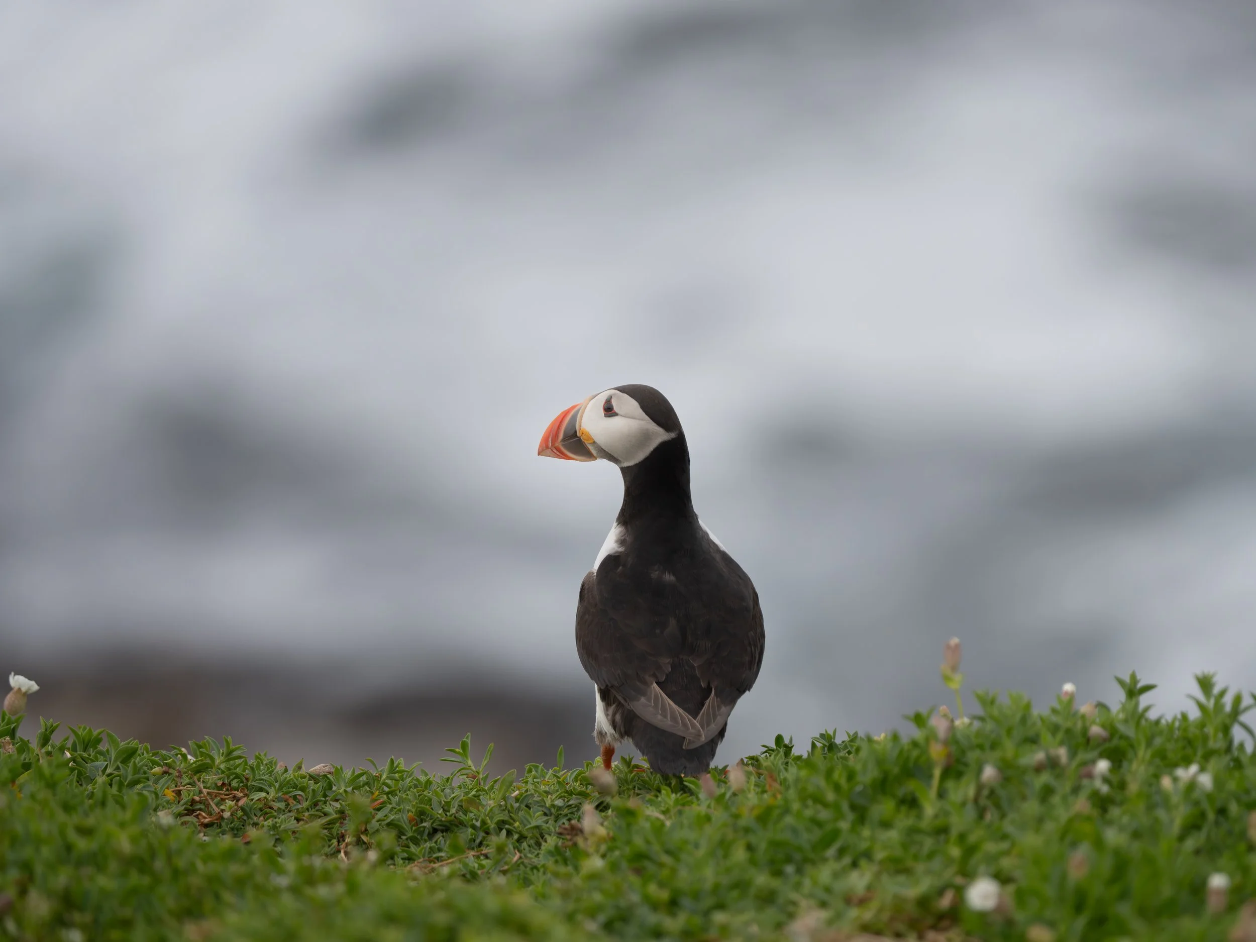 A puffin standing on green grass with small white flowers, against a cloudy sky background.