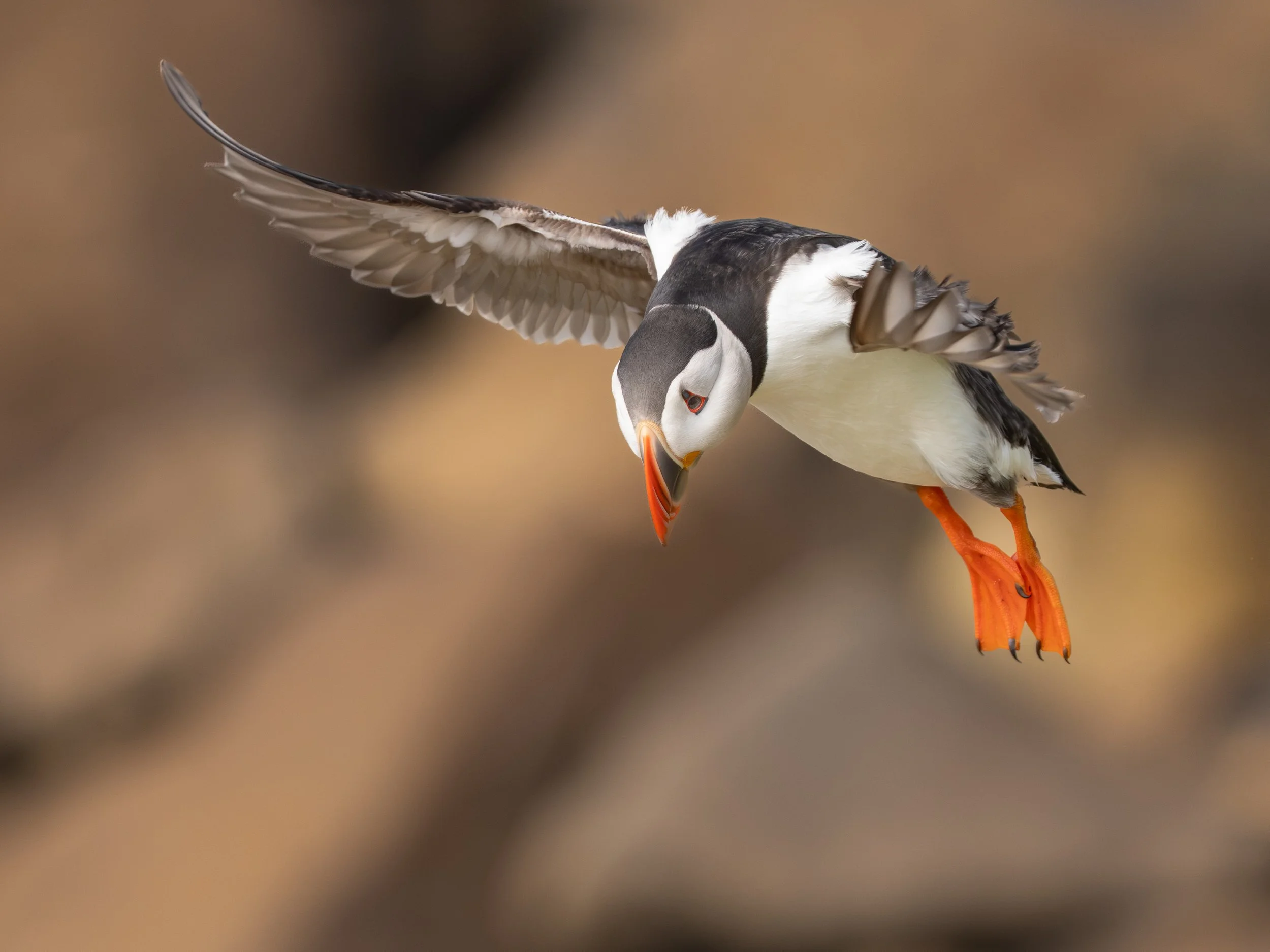 A puffin with white, black, and gray plumage, orange beak, and orange feet, mid-flight with wings spread wide against a blurred brown background.