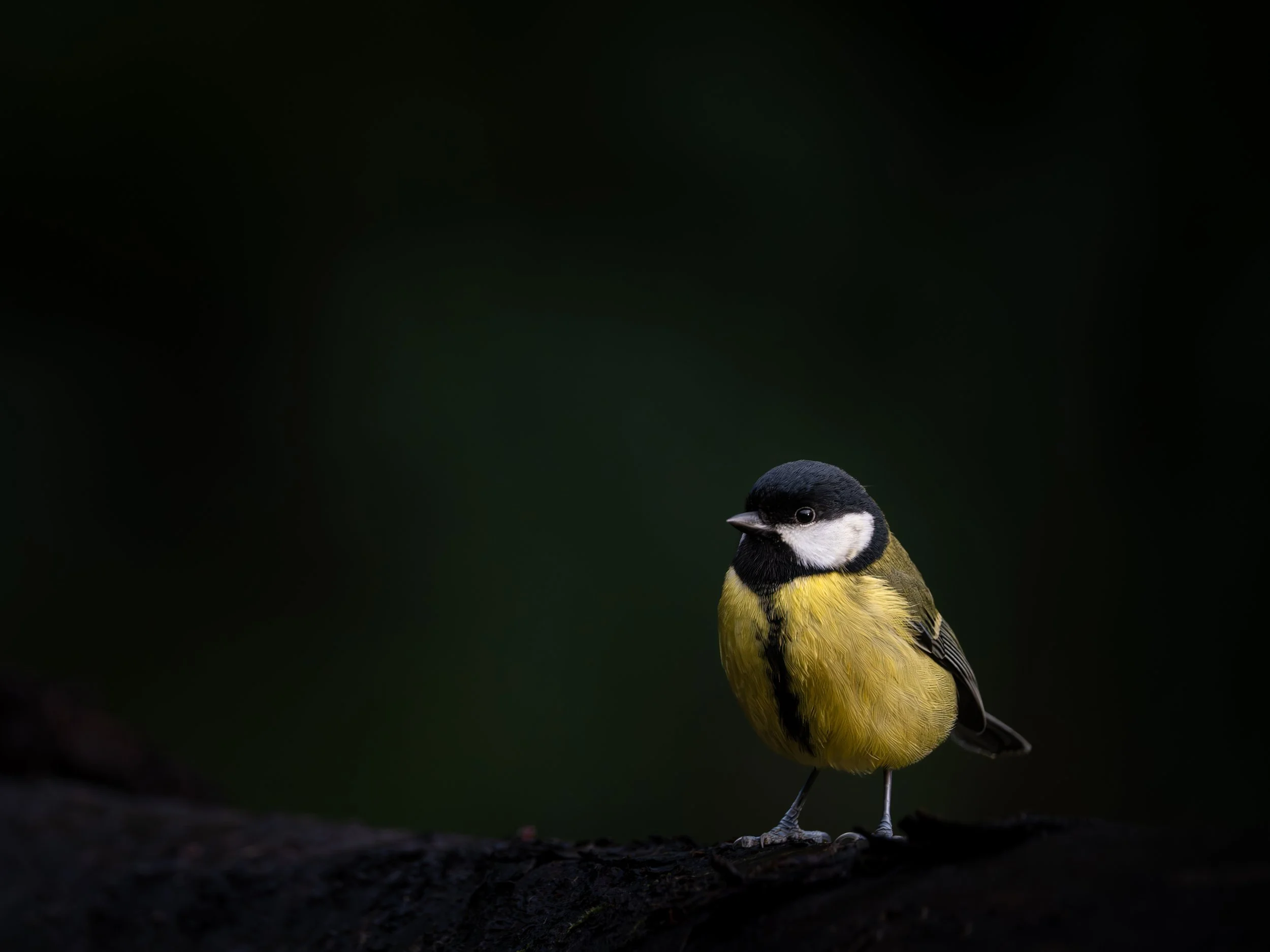 A small bird with black, white, and yellow feathers standing on a dark surface against a blurred dark green background.