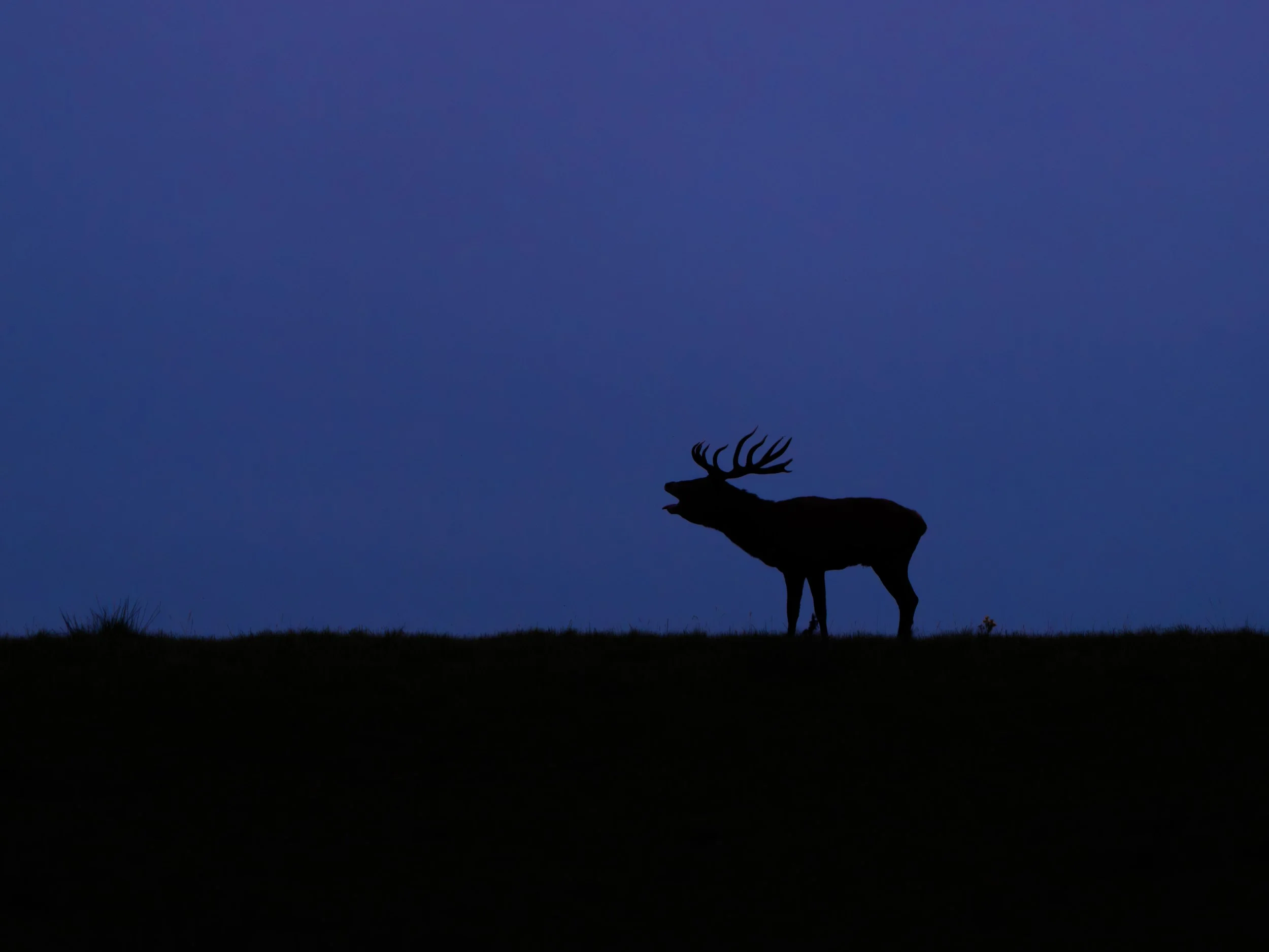 Silhouette of a red deer with large antlers standing on a hill against a dark blue evening sky.