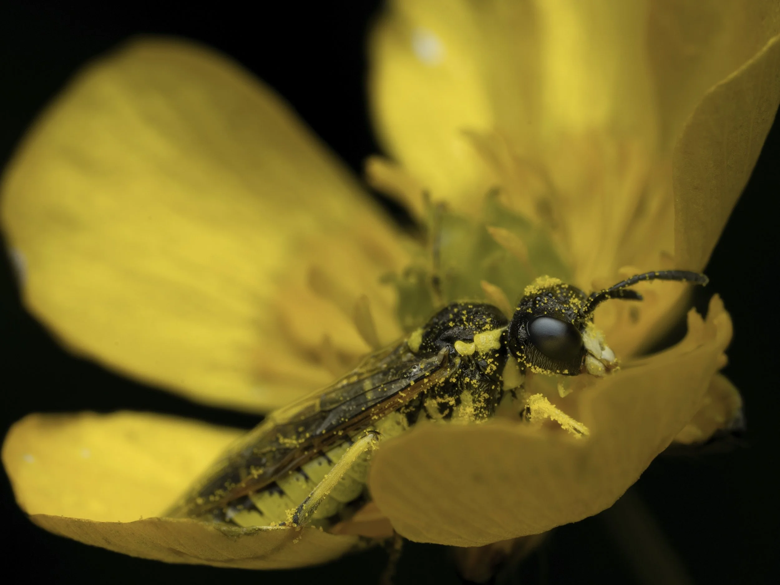 This little sawfly was absolutely covered in pollen by the time I found it &mdash; you can see it dusted across the whole body. Easy to overlook in a buttercup, remarkable up close. 🌼 Link in bio for more macro work.

#sawfly #macrophotography #macr