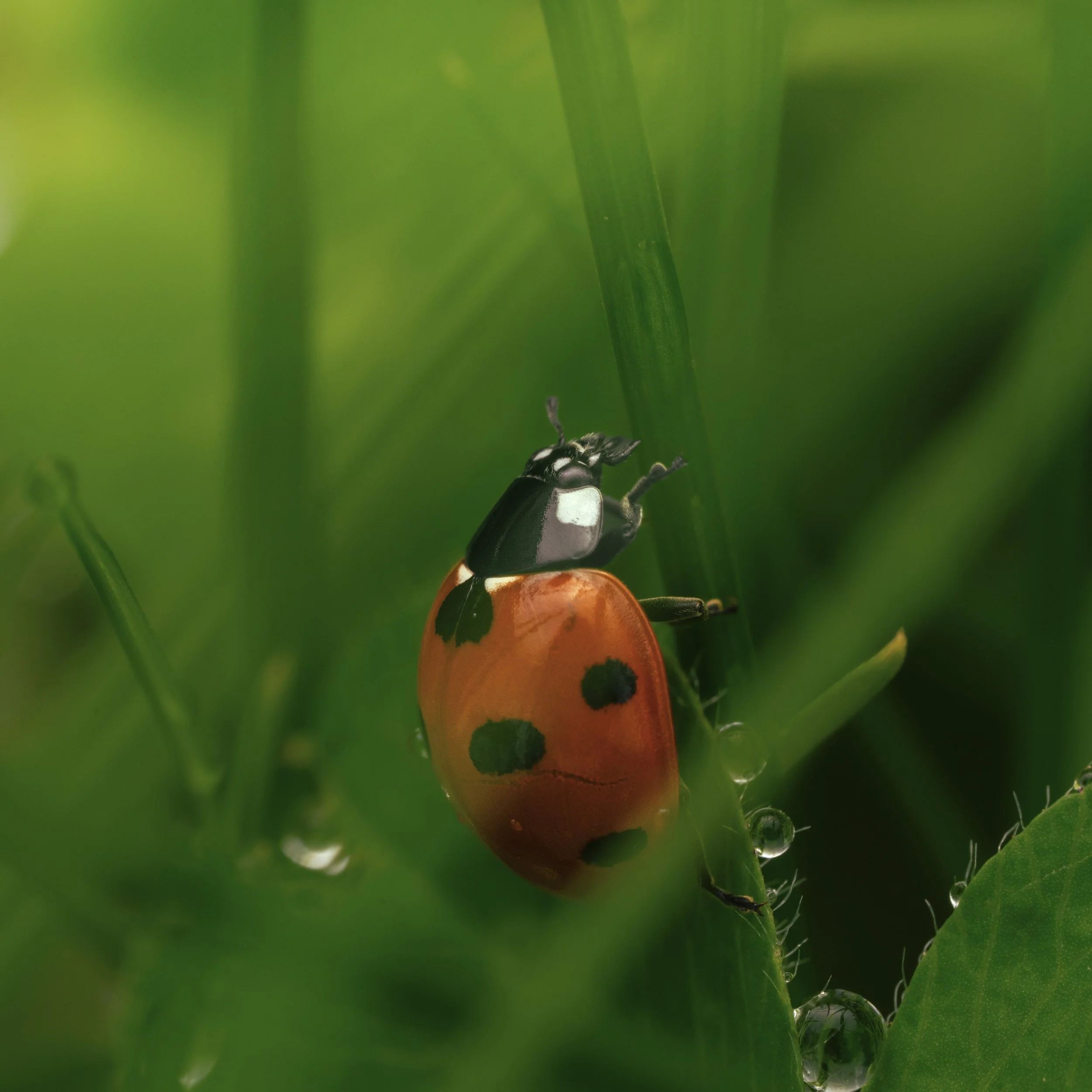 A little world in the grass. 🐞 Link in bio for more.

#irishwildlife #wildlifeireland #insectphotography #insects 
#naturephotography #macroworld #closeup #raindrops 
#irishphotographer #natureireland #gardenwildlife 
#sonyalpha #wildlifephotography