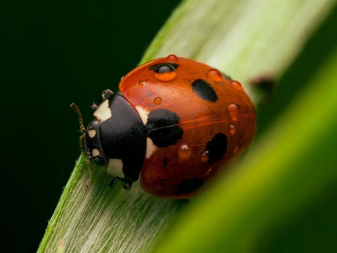 It's always nice when the subjects come to you. Garden is currently covered in seven spot ladybirds

#ladybird #sevenspotladybird #macrophotography #gardenwildlife #irishwildlife #macroworld #insects #naturephotography