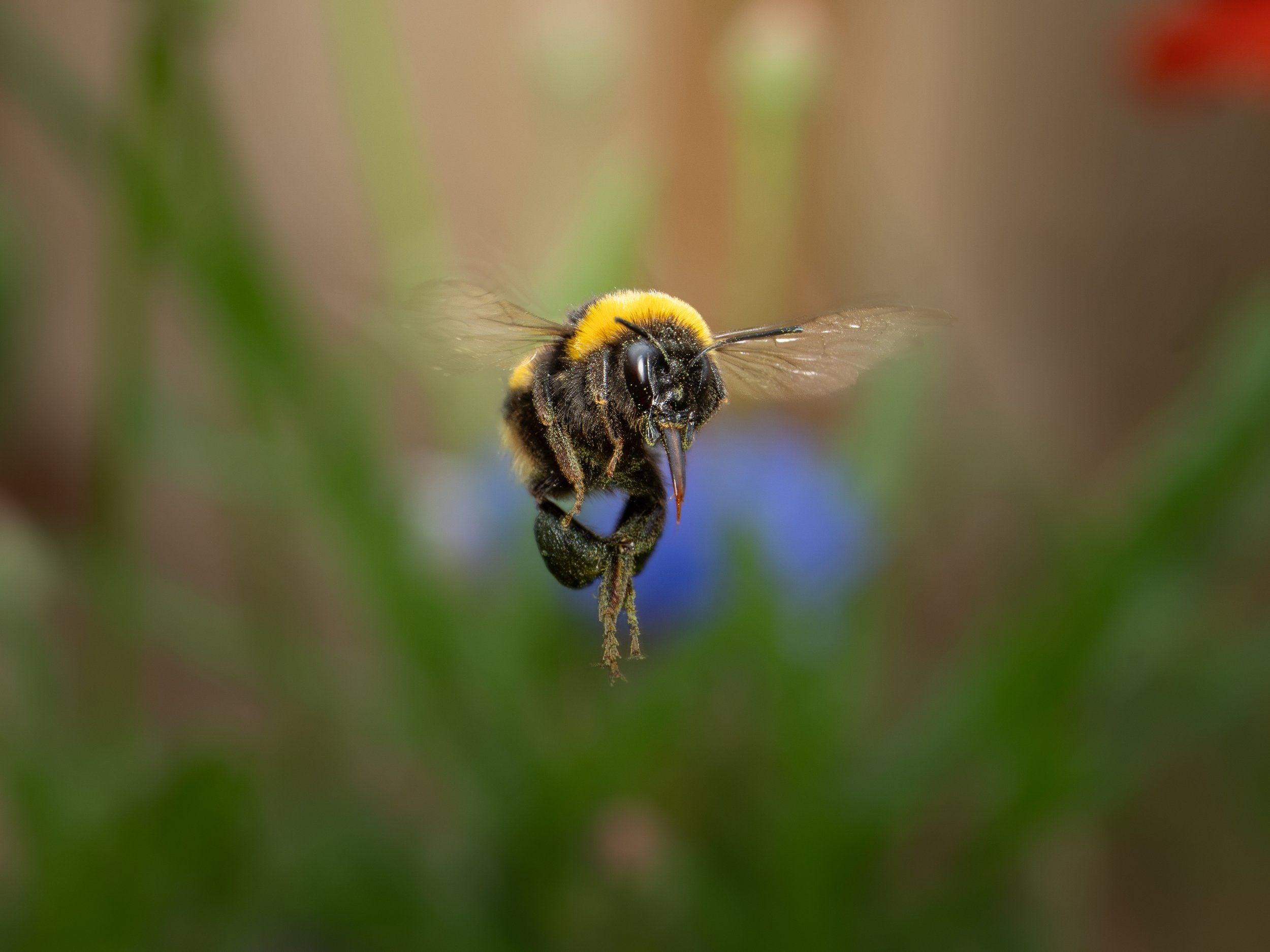 A buff-tailed bumble bee