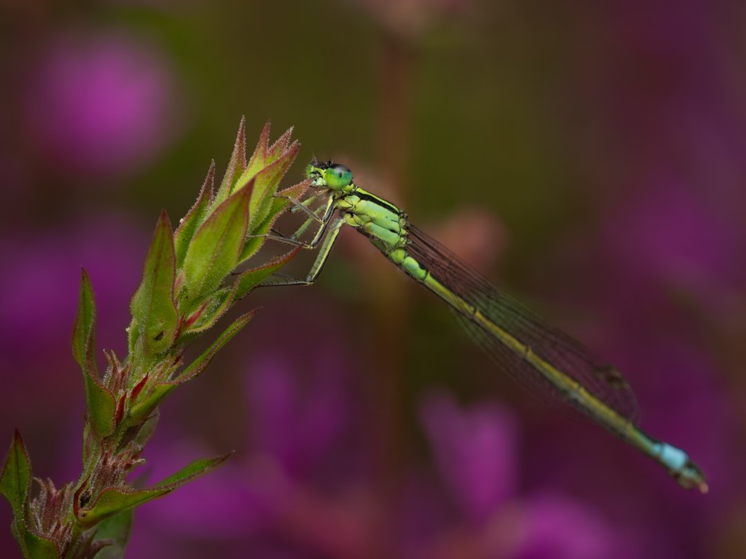 Blue-tailed Damselfly on purple loosestrife.

#bluetaileddamselfly #damselfly #macrophotography #irishwildlife #wildireland #pondlife #naturephotography #insectphotography