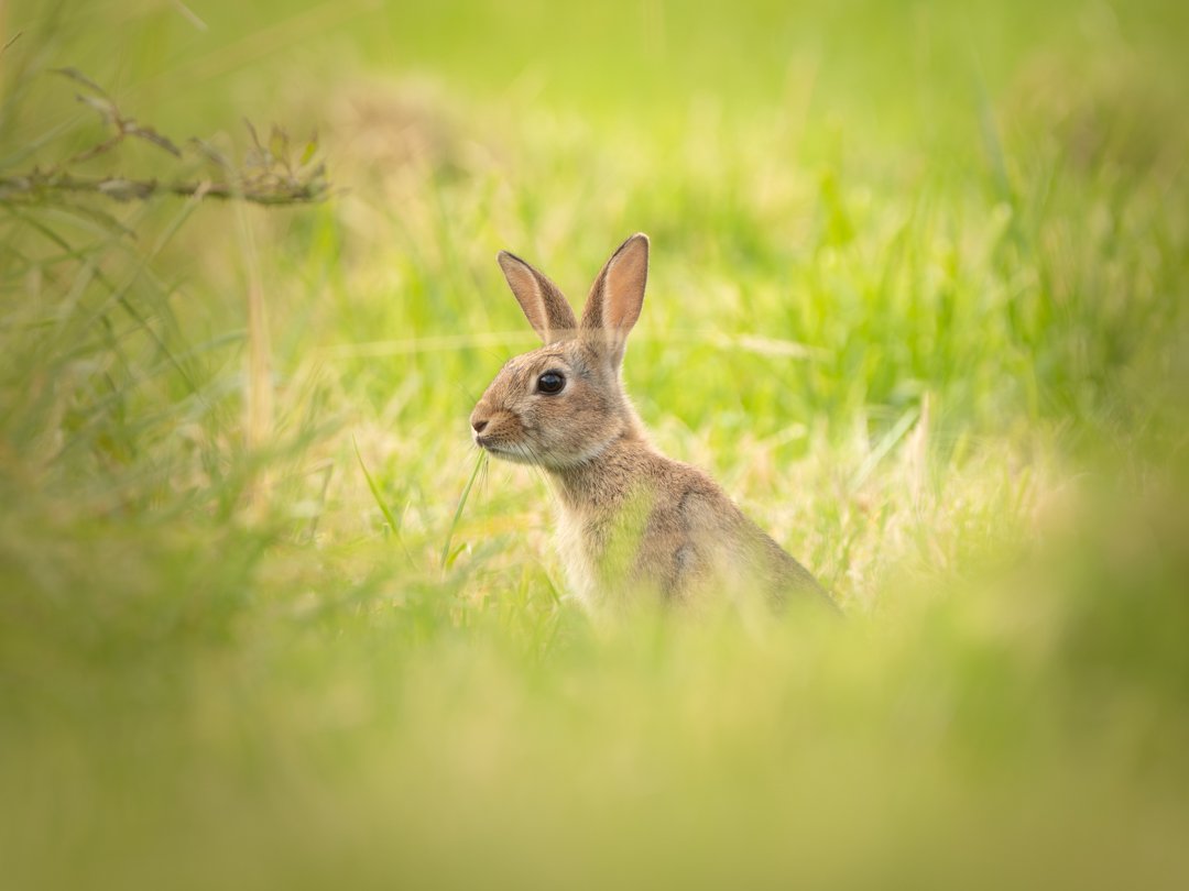 Early morning with the rabbits at the wonderful barn in Leixlip.

#rabbit #wildrabbit #irishwildlife #wildireland #naturephotography #wildlifephotography