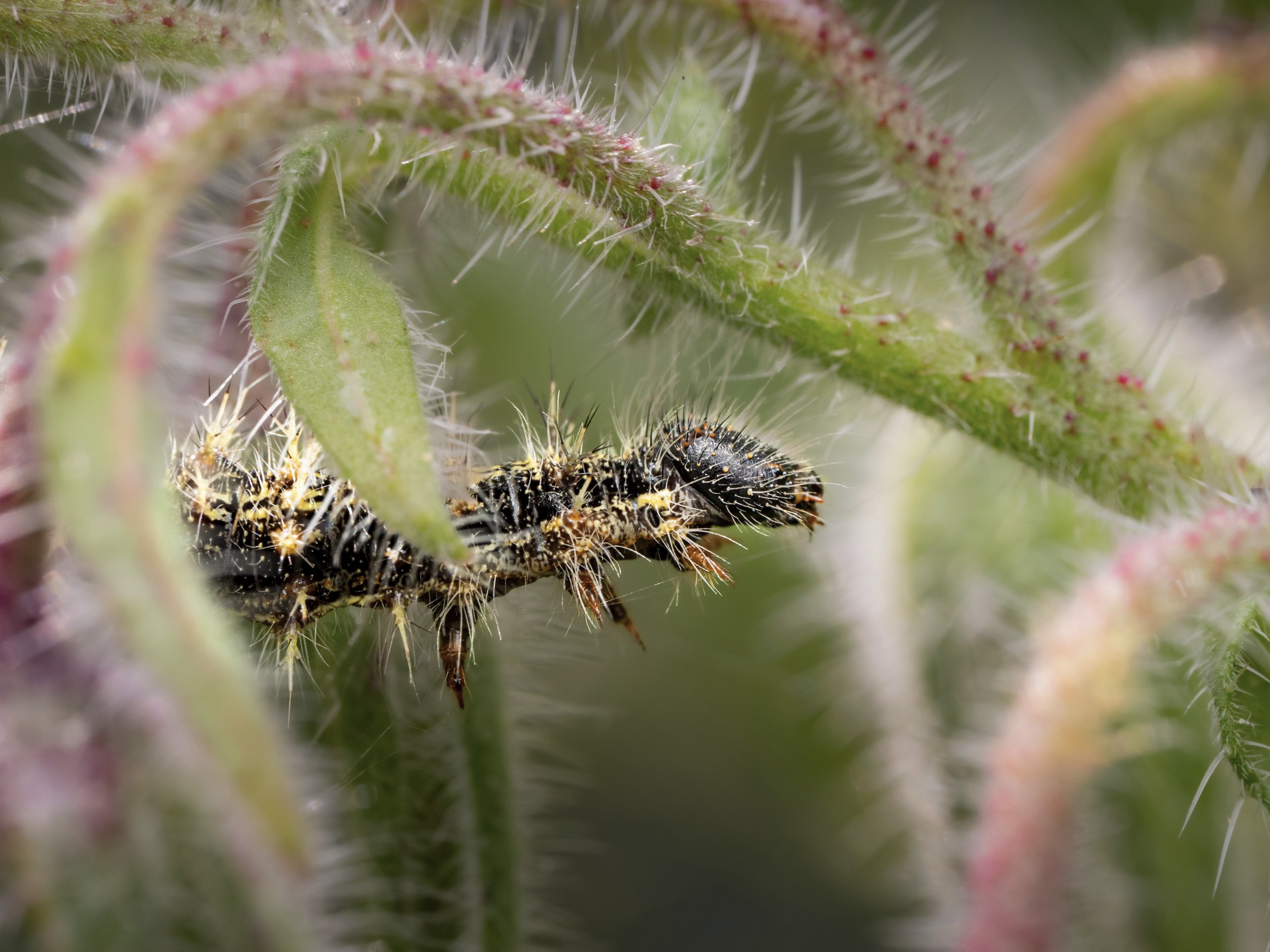 Small Tortoiseshell caterpillar (Aglais urticae) on borage in the garden. 🐛
These little spiky larvae are one of my favourite things to find at this time of year. Easy to overlook unless you're getting low and looking closely which is kind of the wh