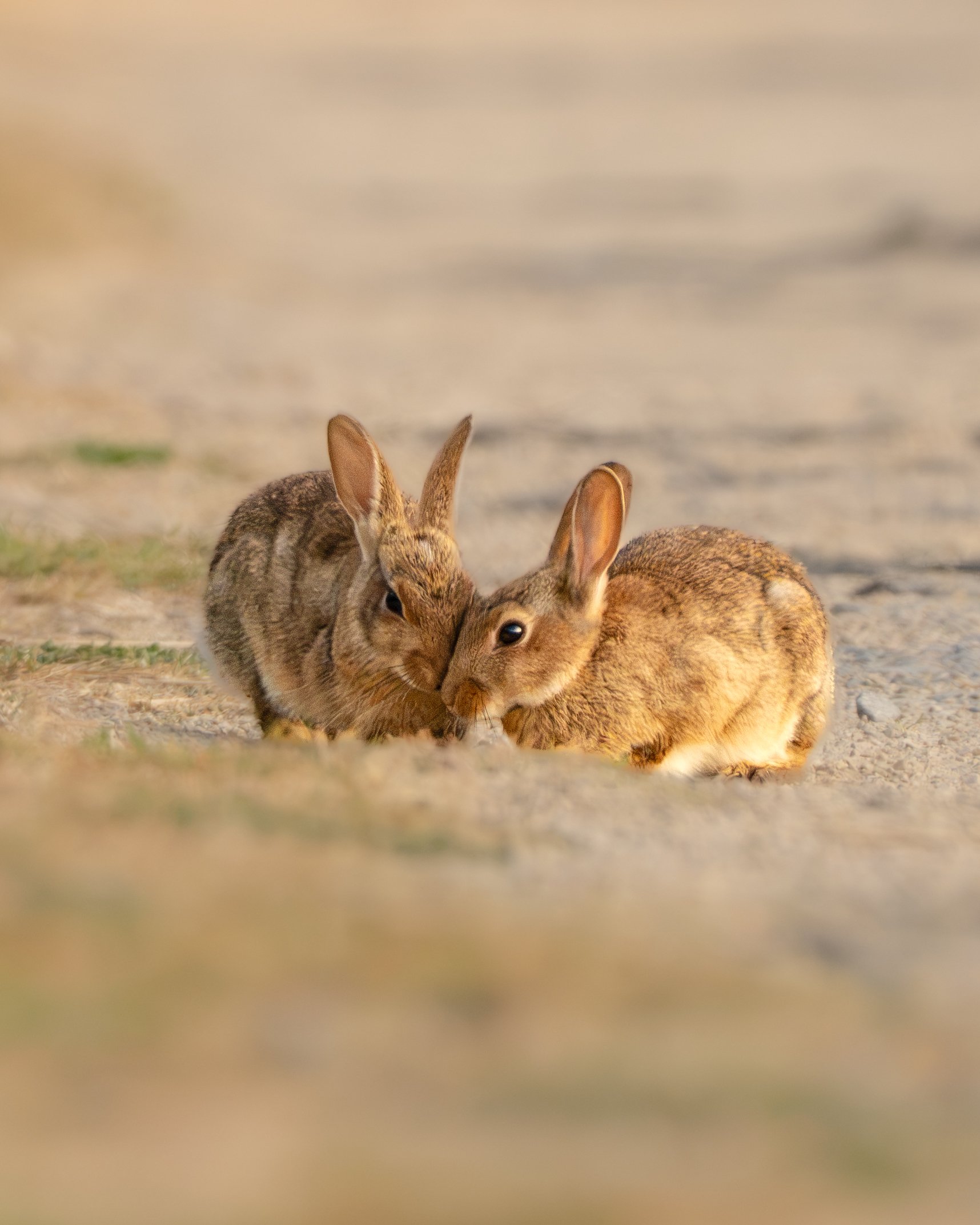 Two wild rabbits (Oryctolagus cuniculus) caught grooming each other in the morning light. 🐇
This kind of allogrooming behaviour is common in rabbits and is a sign of a strong social bond, usually seen between individuals that share a burrow. Easy to