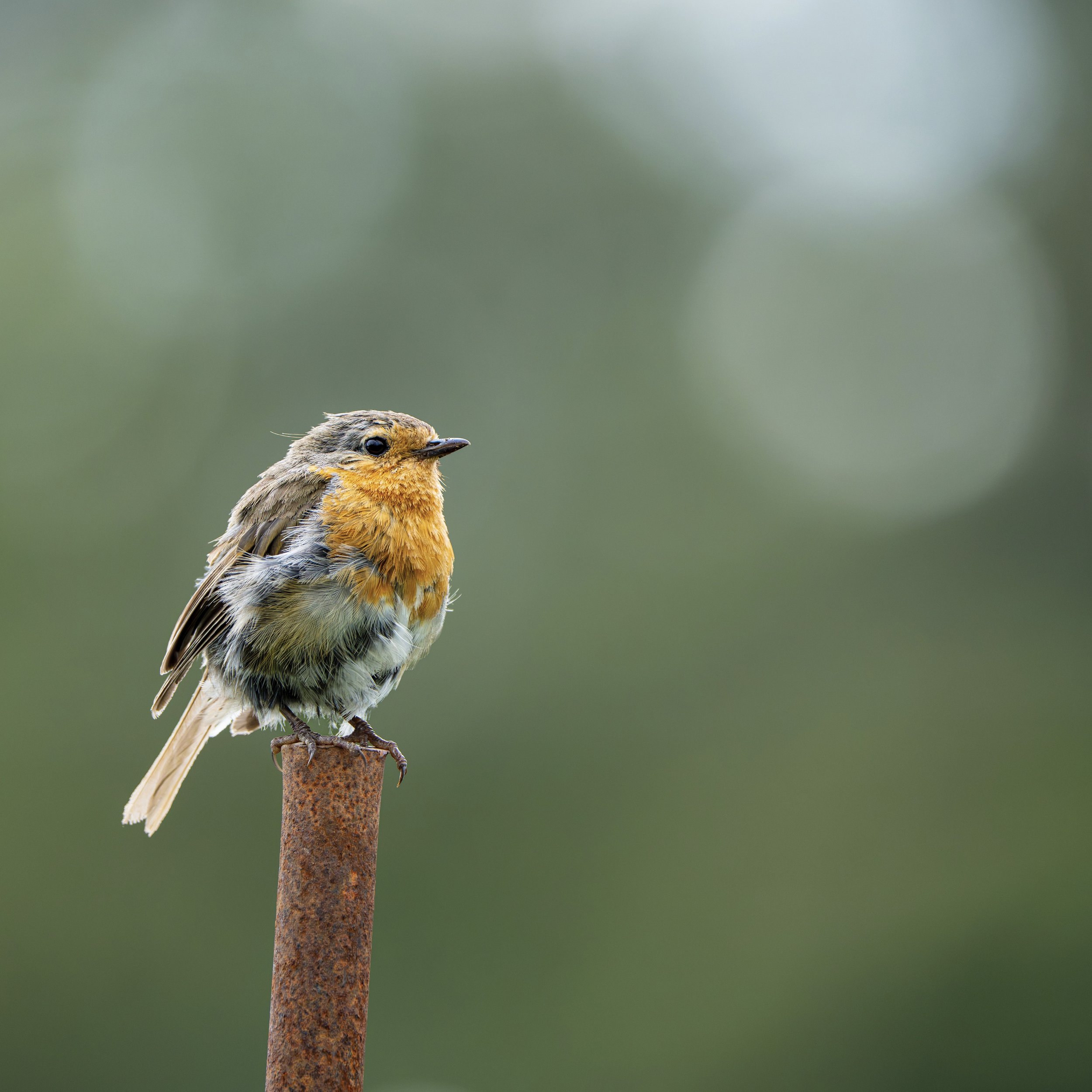 A Robin out enjoying the morning