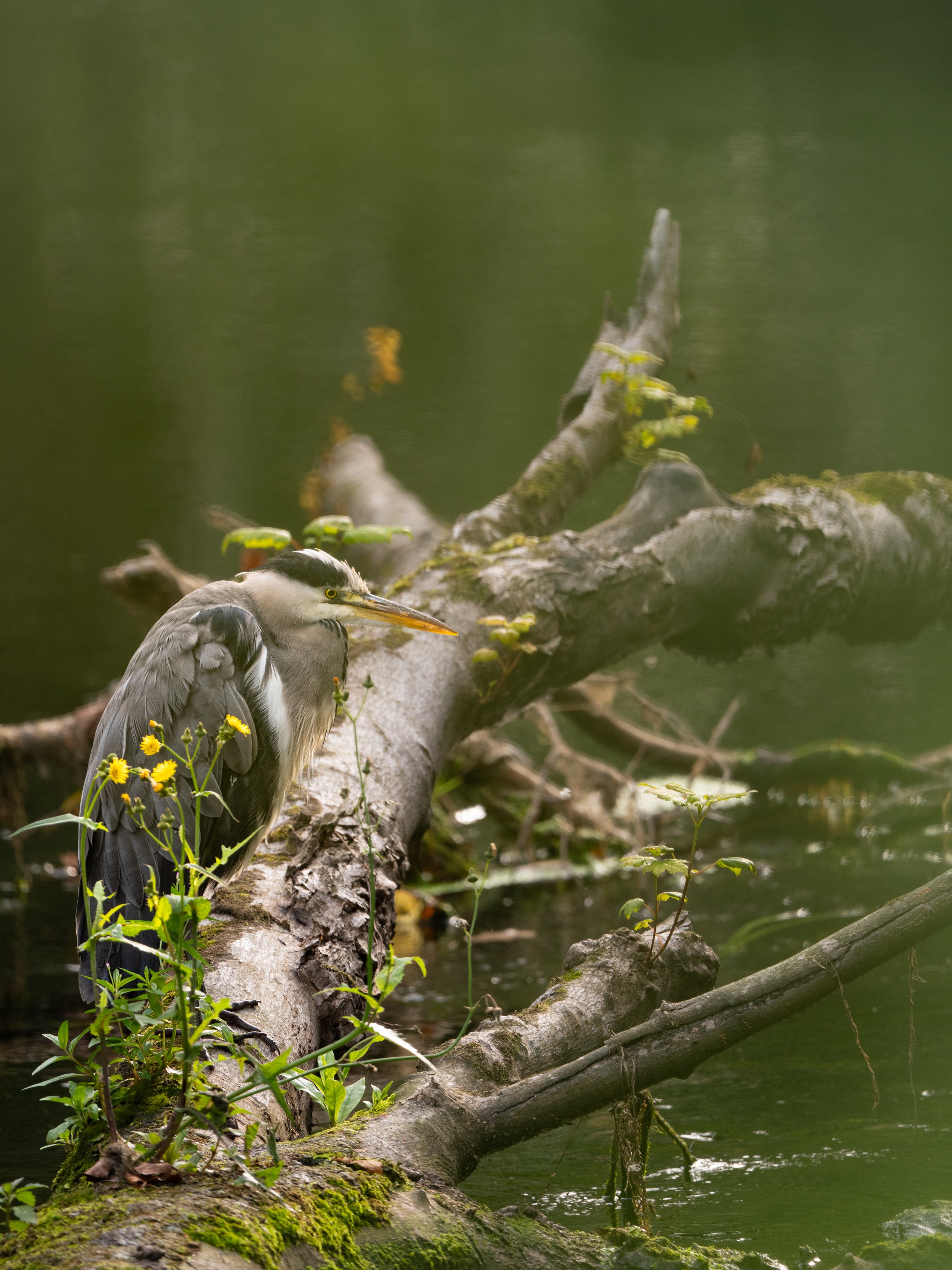 A Grey Heron relaxes on a fallen tree in St Catherine's Park, Dublin

#greyheron #heron #herons #birdphotography #birdsofinstagram #wildlifephotography #naturephotography #ireland_gram #wildlife_seekers #birdwatching #birdsofprey_daily #natgeoyoursho