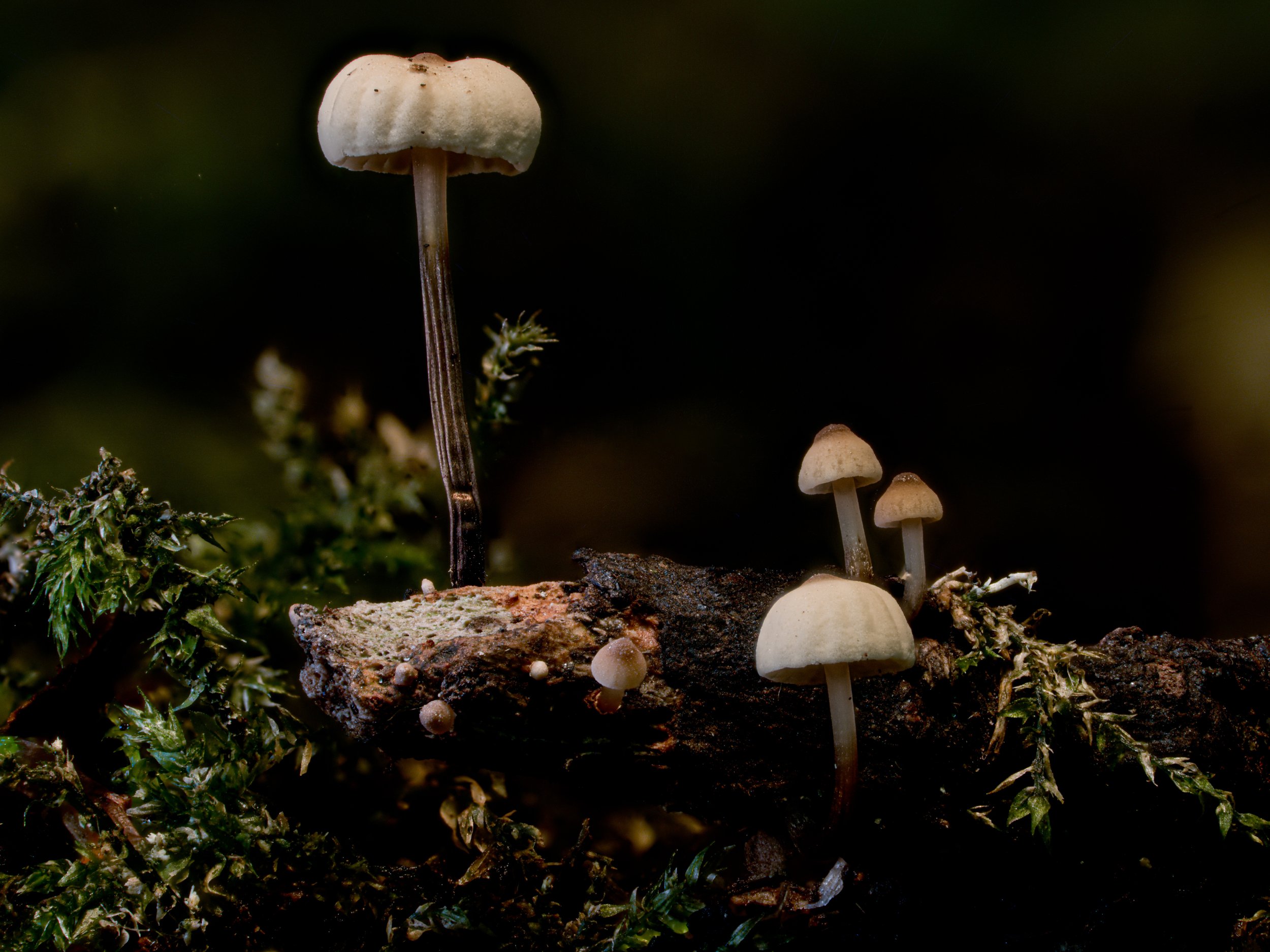 Starting this mushroom season strong

#macrophotography #macro_perfection #fungiphotography #fungi #mushroomphotography #mushroom #naturephotography #wildlifephotography #natgeomacro #ig_macro #macroworld_tr #tinybeauties #mycology #fungikingdom #for