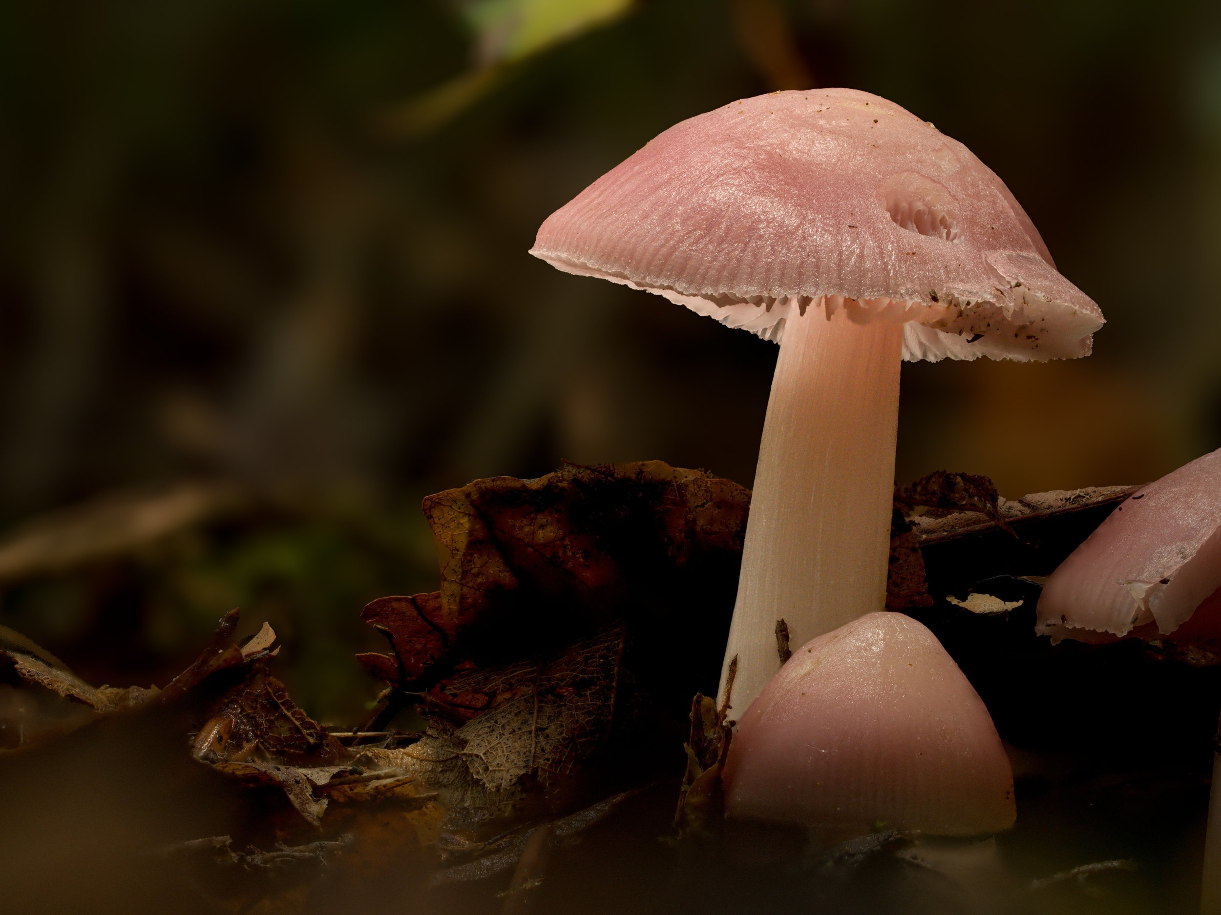 Mycena Rosa (Rosy Bonnet) 

#mycenarosa #rosybonnet #mycena #fungiphotography #fungi #macrophotography #macro_perfection #mushroomphotography #mushroom #naturephotography #natgeomacro #ig_macro #macroworld_tr #mycology #fungikingdom
