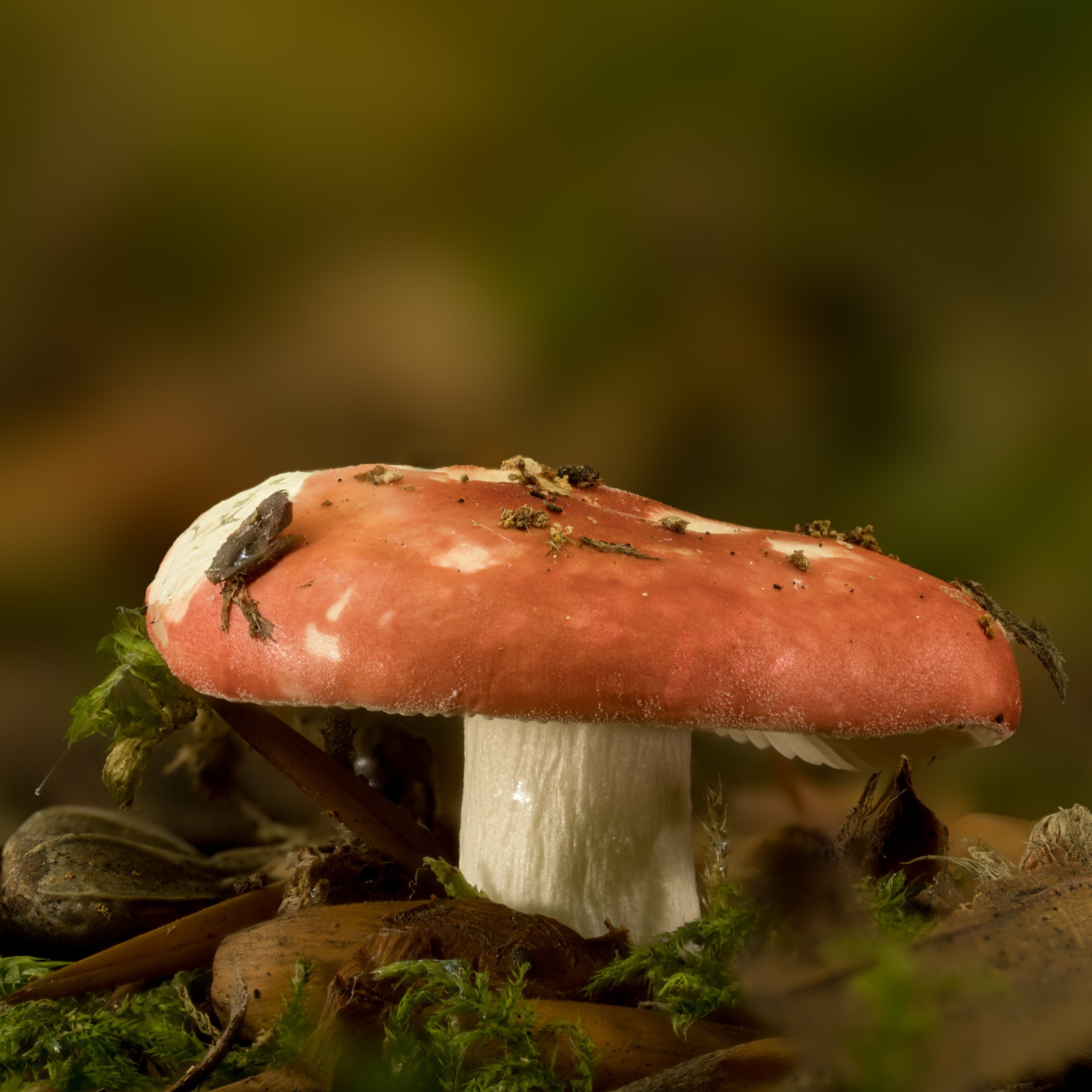 Beechwood Sickener (Russula nobilis) 

#beechwoodsickener #russula #fungiphotography #fungi #macrophotography #macro_perfection #mushroomphotography #mushroom #naturephotography #natgeomacro #ig_macro #macroworld_tr #mycology #fungikingdom