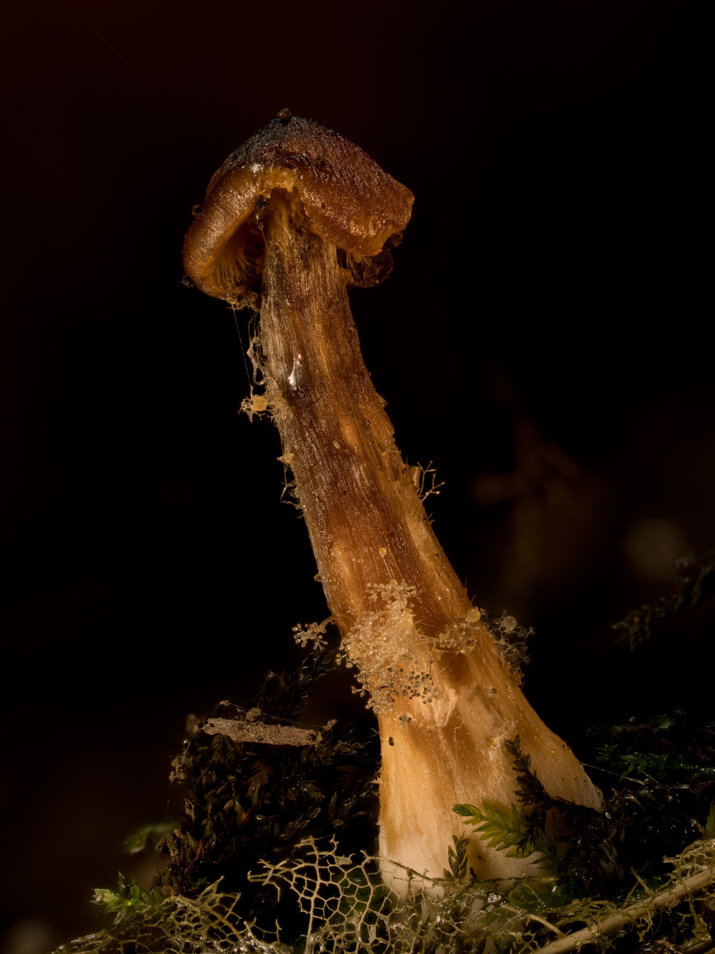 No idea what species this is, found it covered in what I think is slime mould.