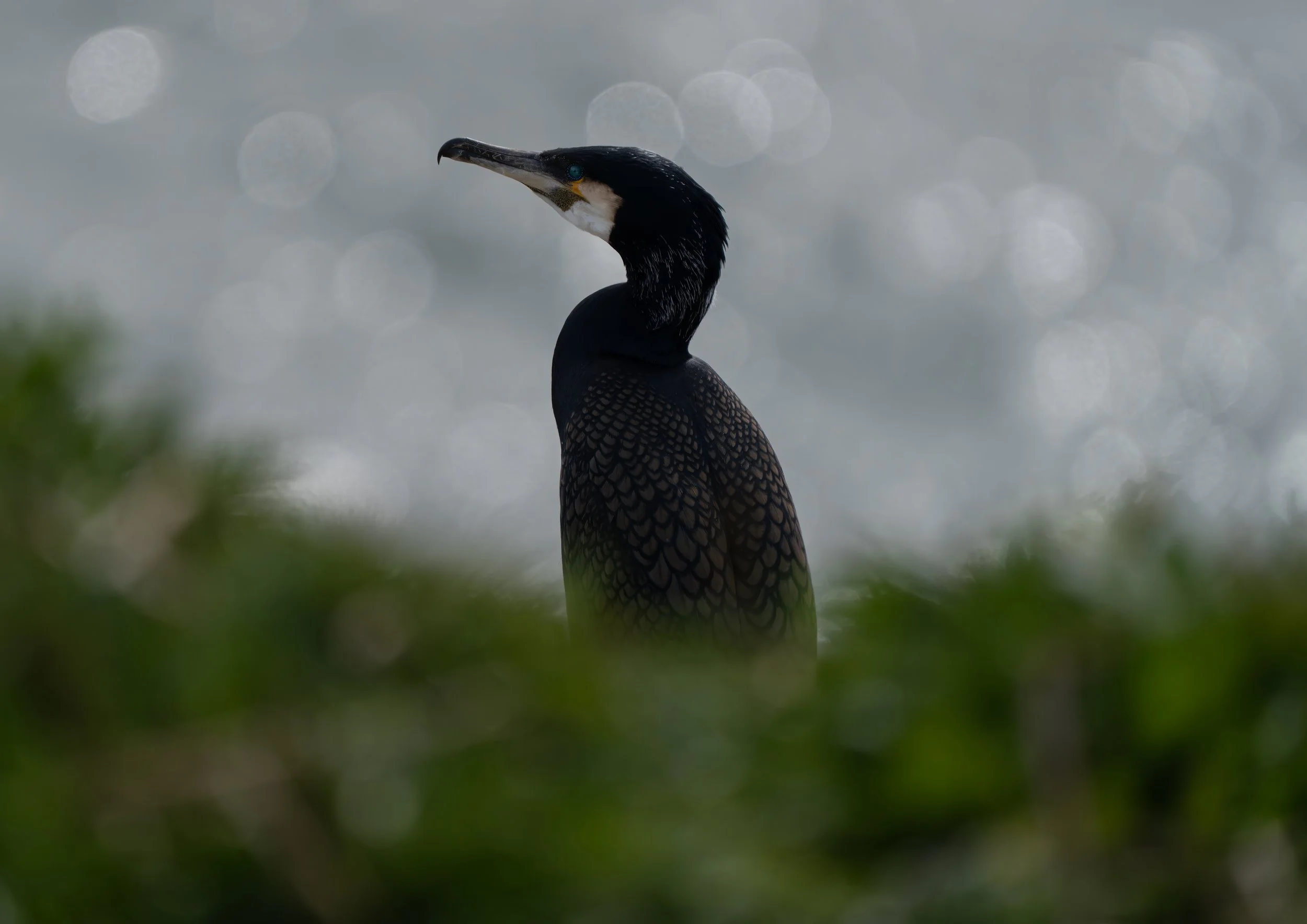A close-up of a black and white cormorant parroted on a blurred ocean background and grassy foreground