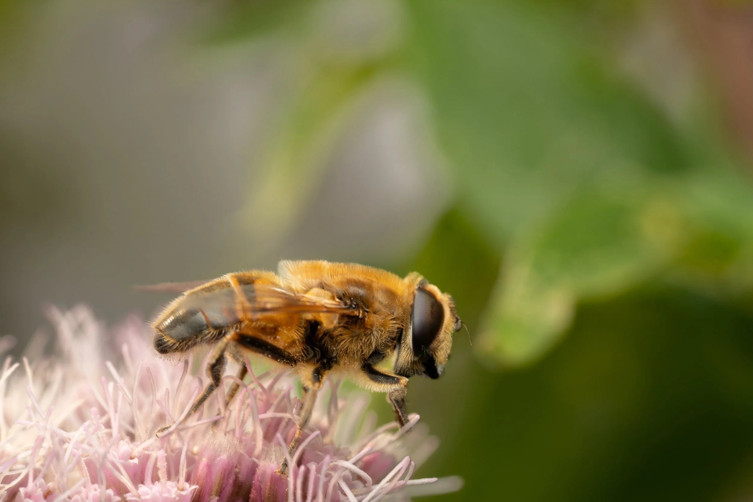 Close-up of a drone  collecting nectar from a pink flower with a green blurred background.