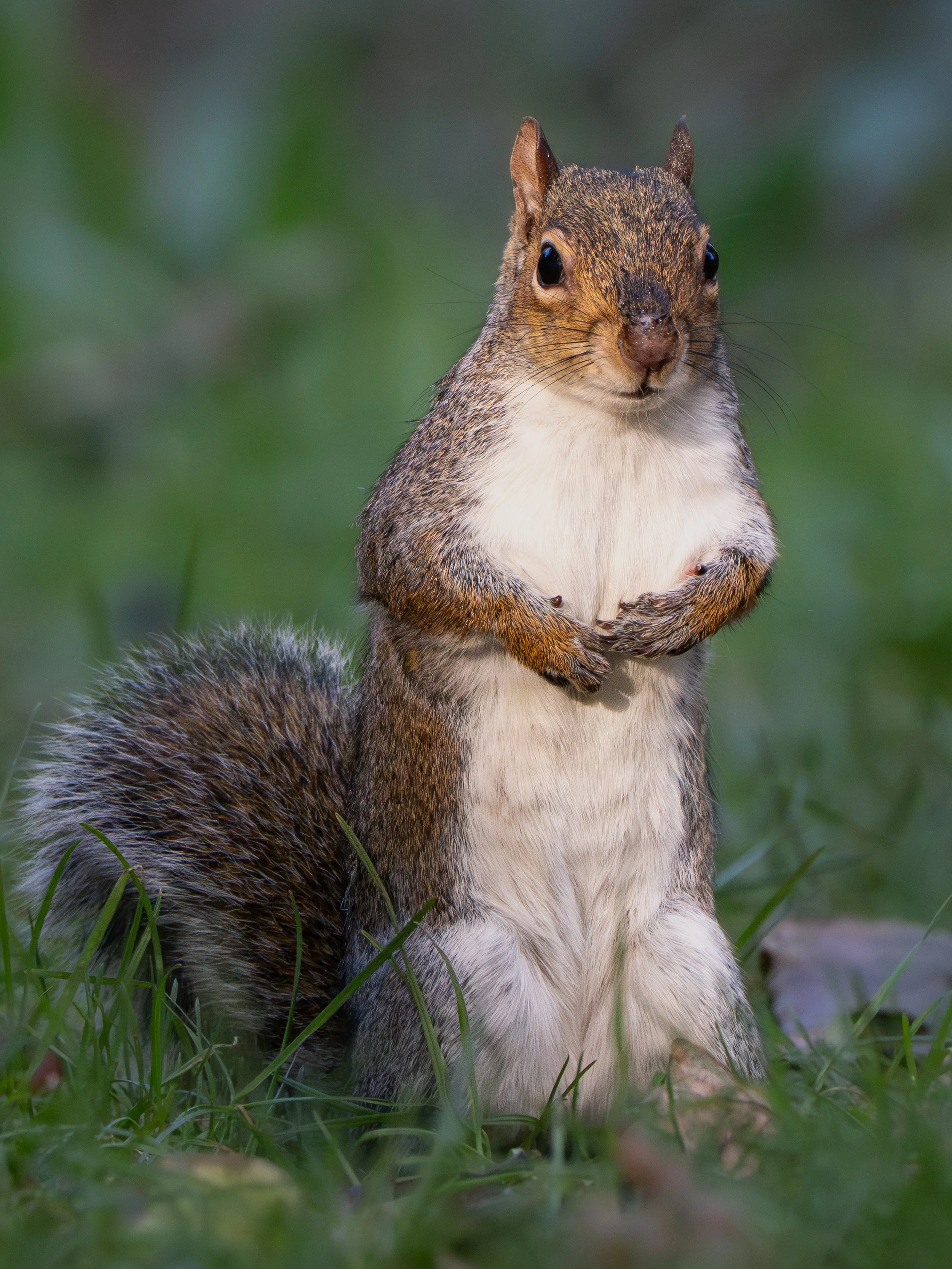 A squirrel sitting on grass with a blurred green background.
