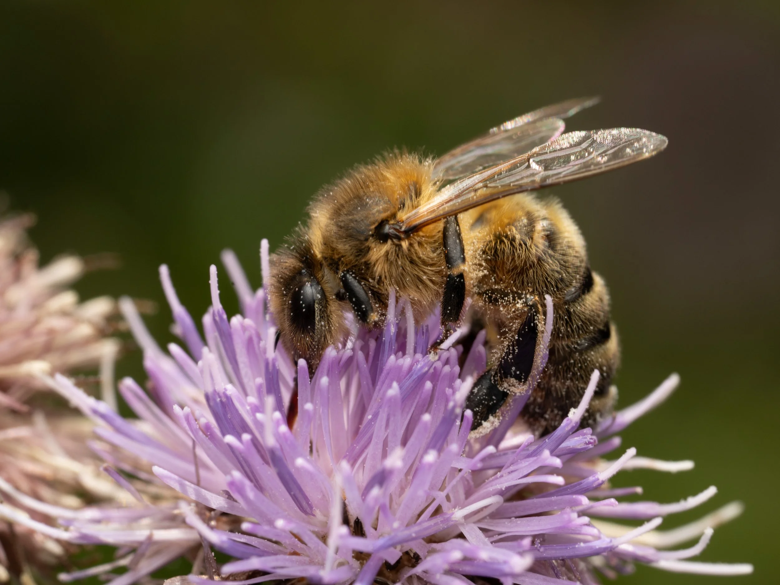 Close-up of a bee collecting nectar from a purple flower.
