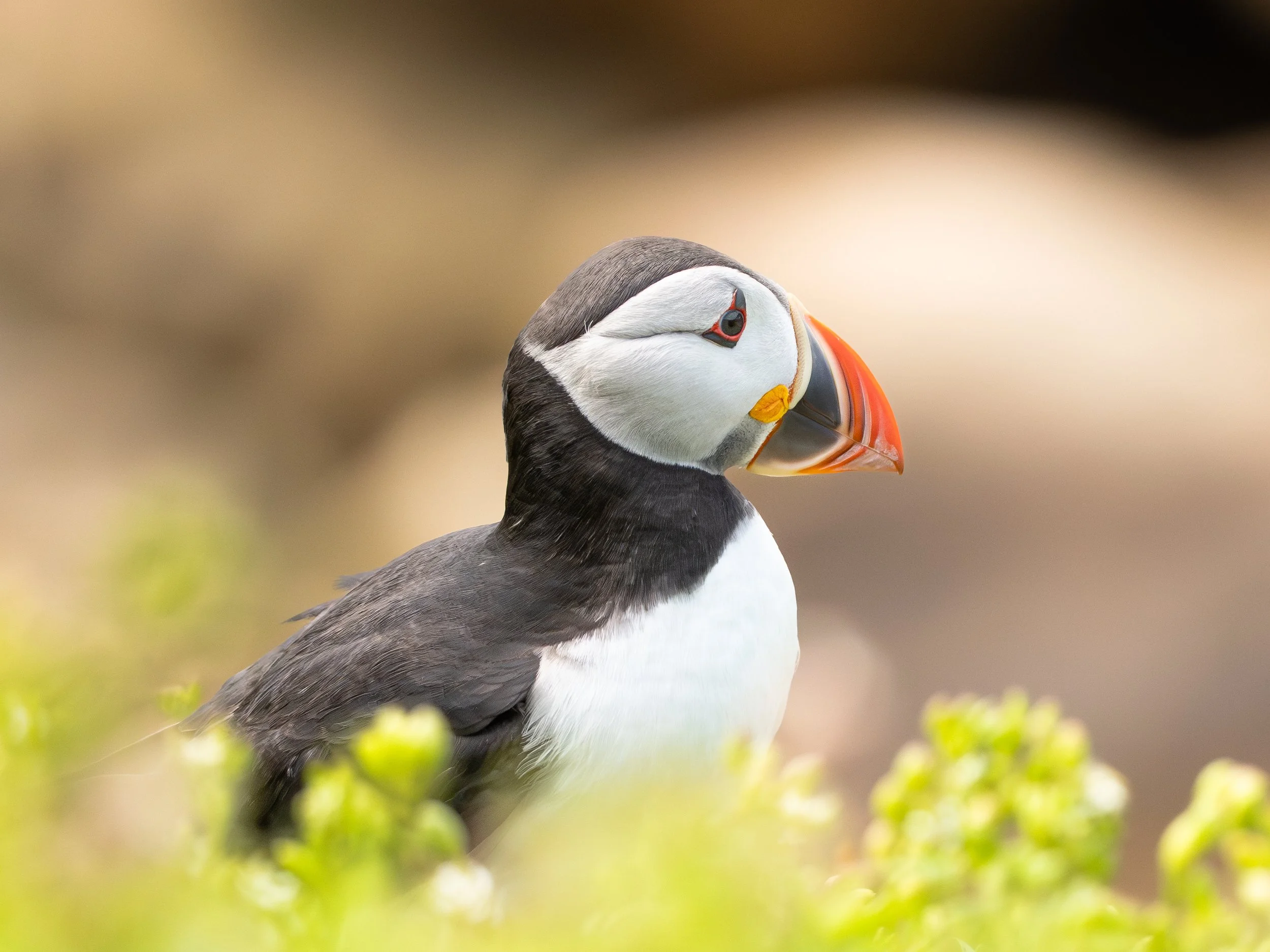 A close-up of an Atlantic puffin with a black and white body, orange beak, with a blurred natural background and some green plants in the foreground.