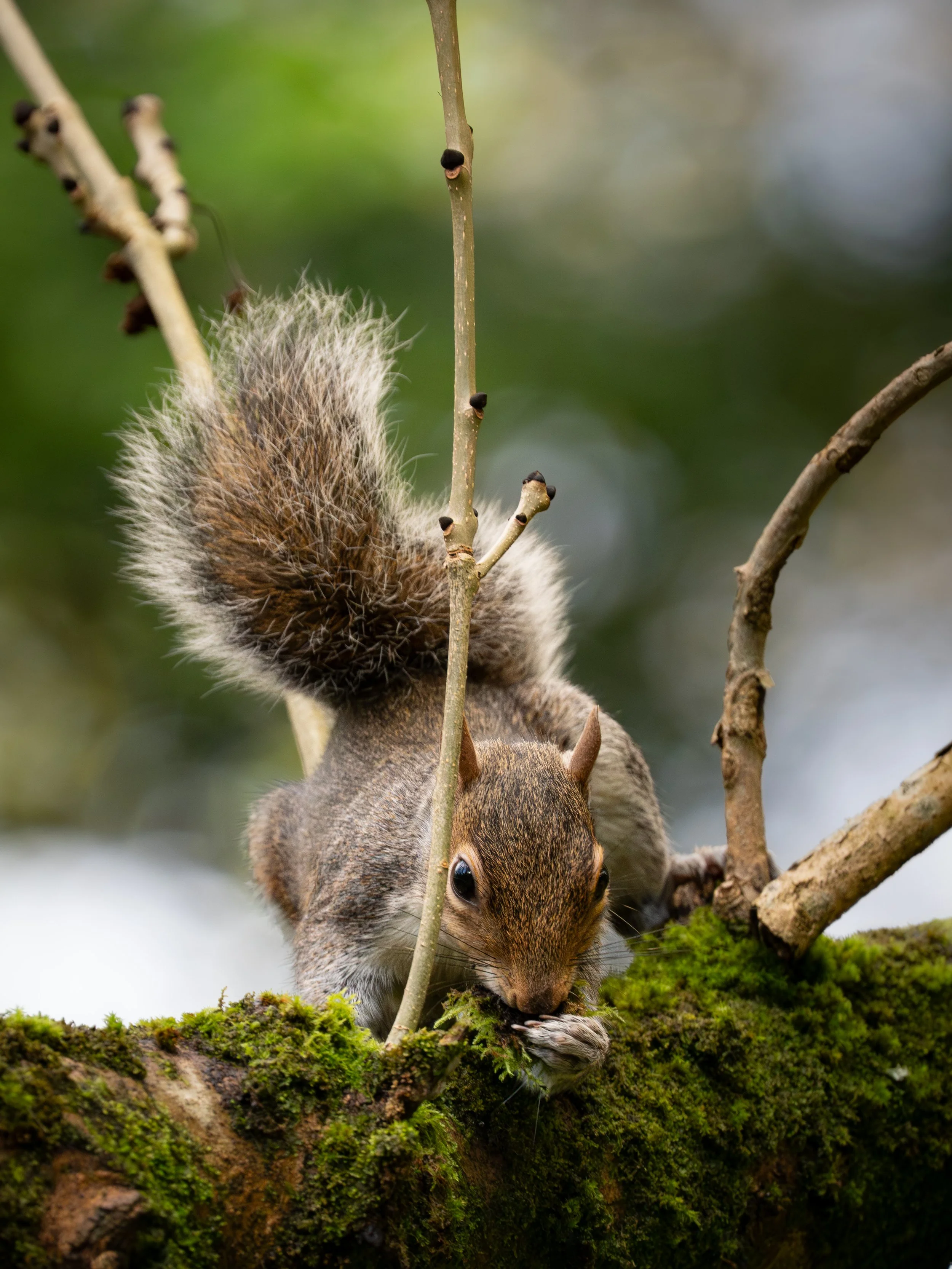 A squirrel on a moss-covered tree branch, holding and eating a nut.