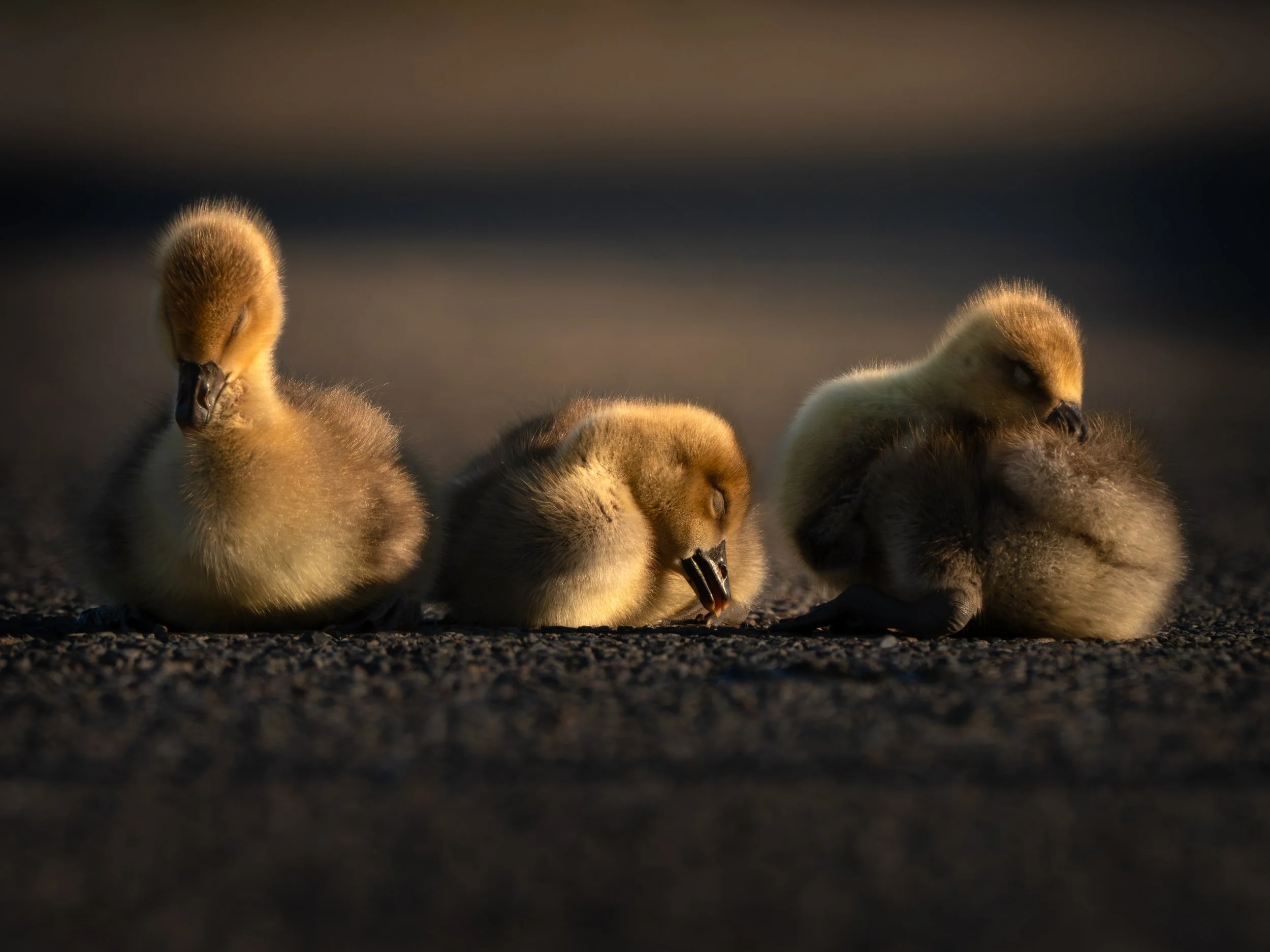 Close-up of several fluffy baby geese, known as goslings, resting on a gravel surface with a dark background.