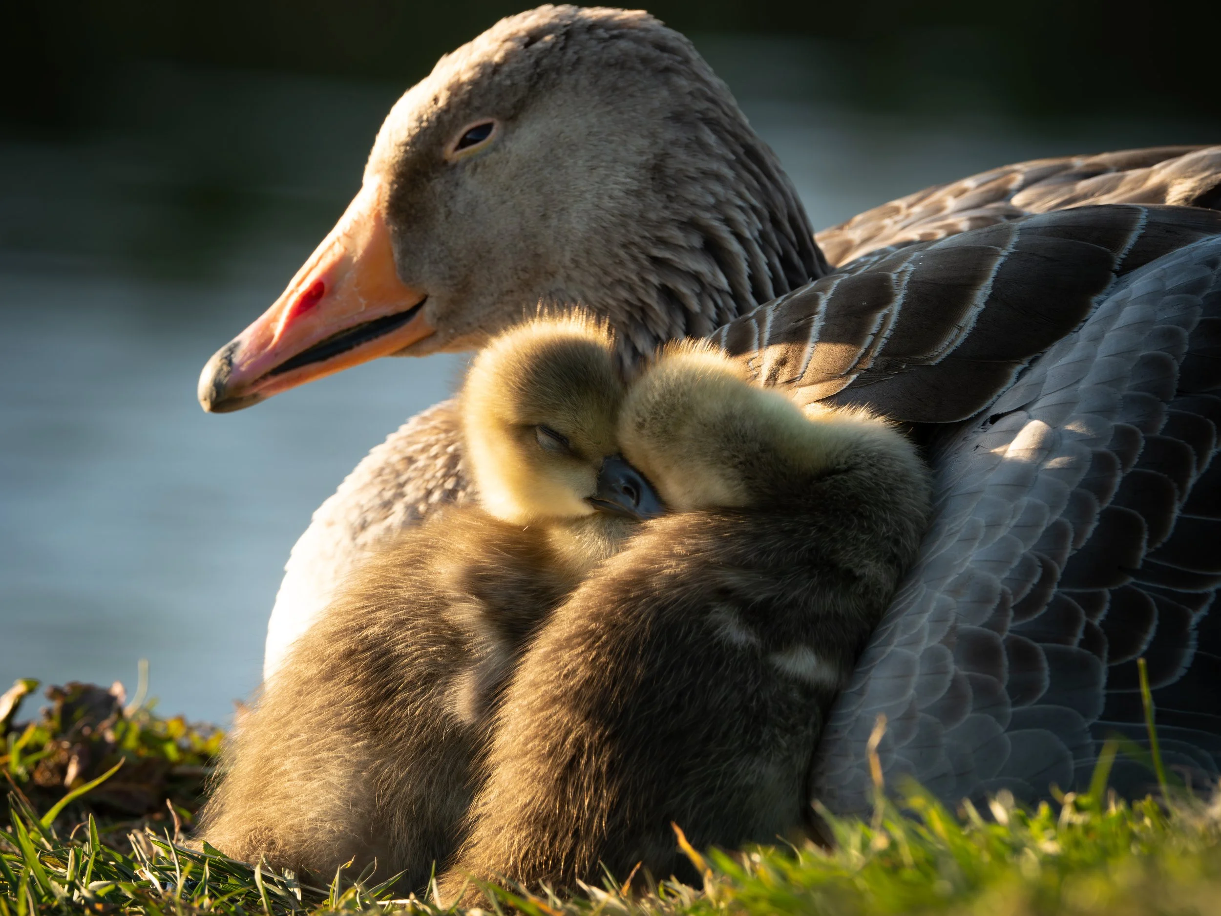 A close-up of a mother goose with goslings resting on her chest, sitting on grass near a body of water during sunset.