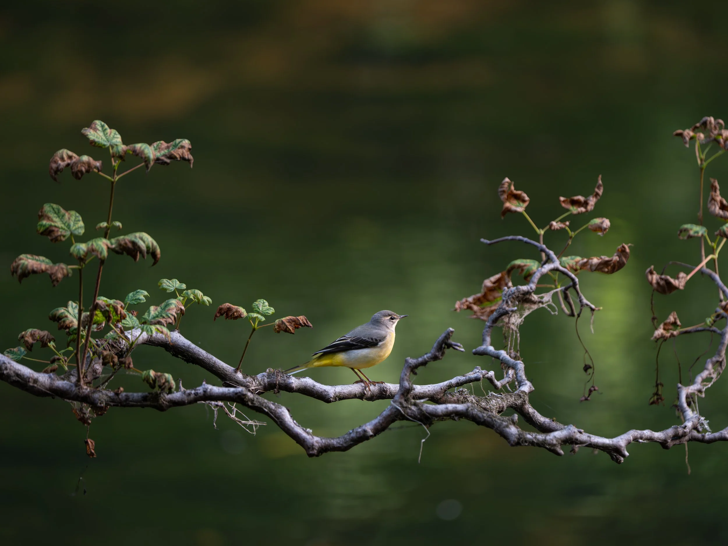 Grey Wagtail.jpg
