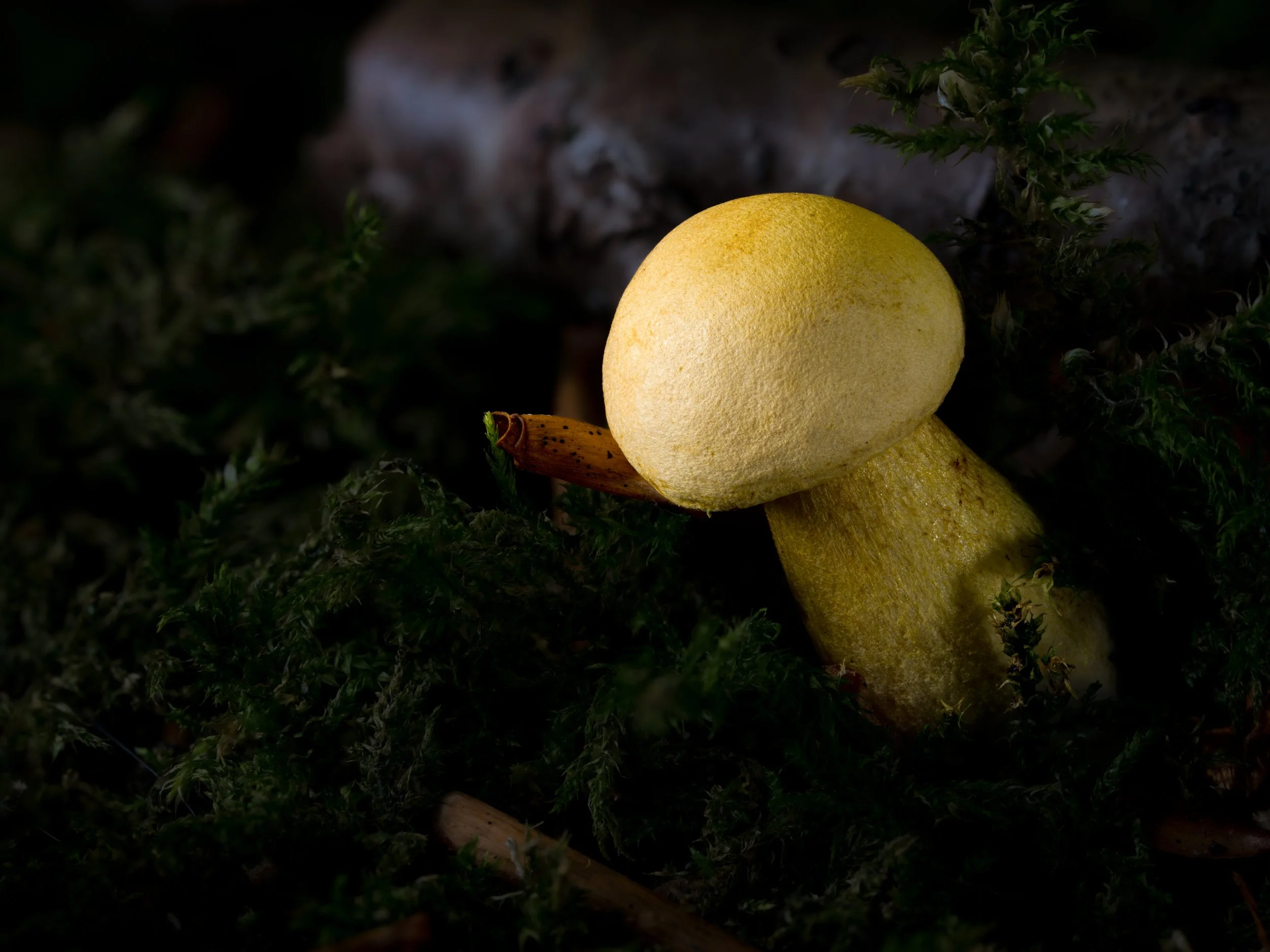 A yellow mushroom growing among green moss or plants on the forest floor.