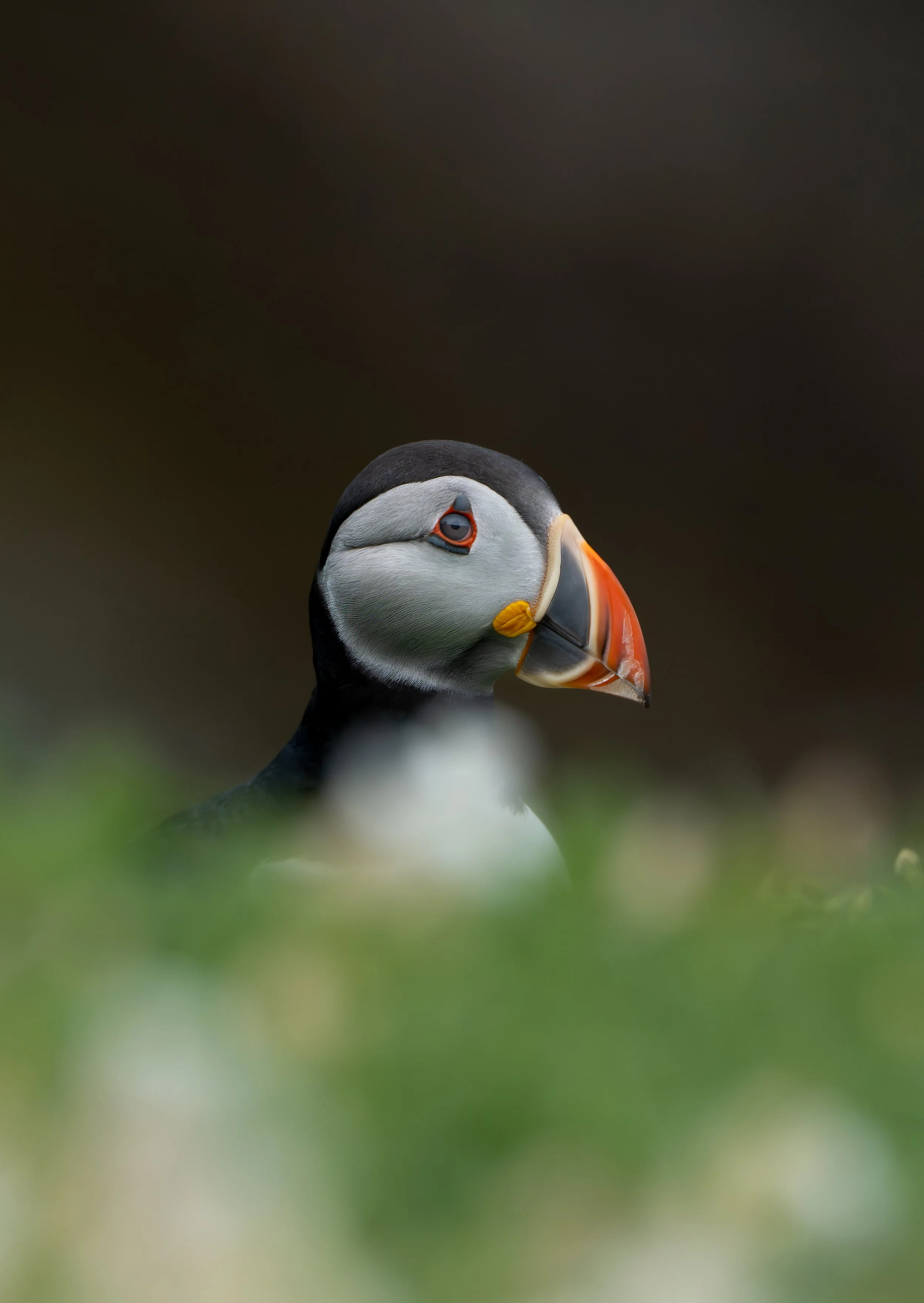 Close-up of a puffin's head with black, white, and orange beak, in front of a blurred dark background.