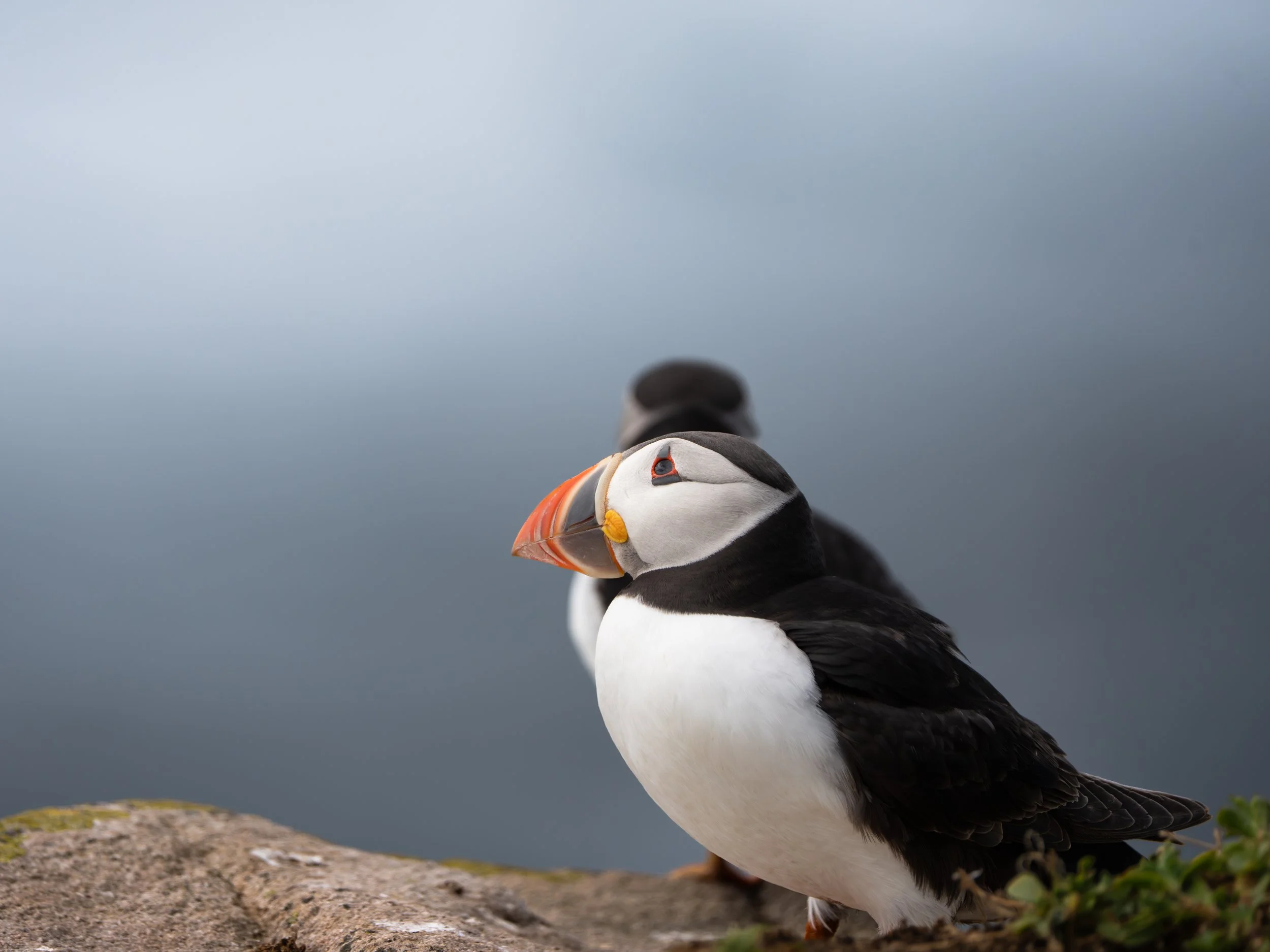 Close-up of an Atlantic puffin standing on a rocky surface, with a blurred gray sky background.