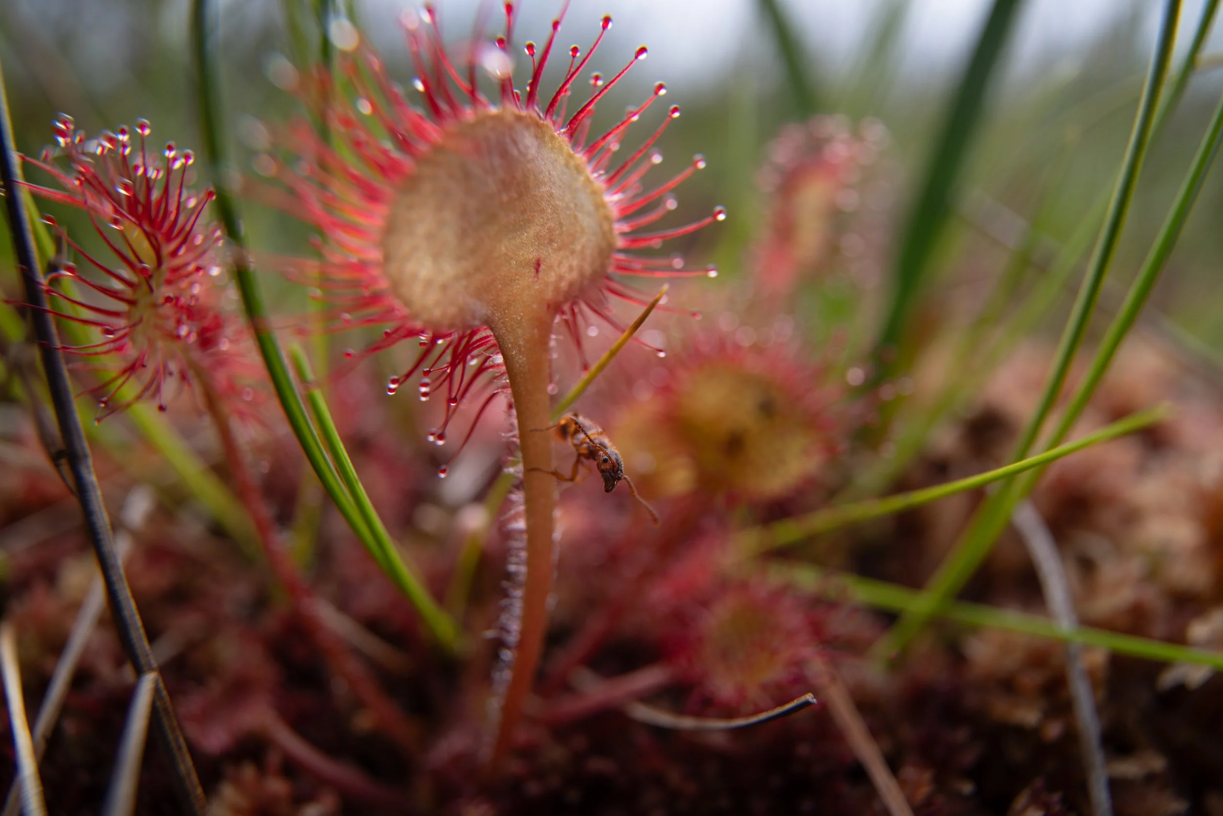 Sundew and Ant