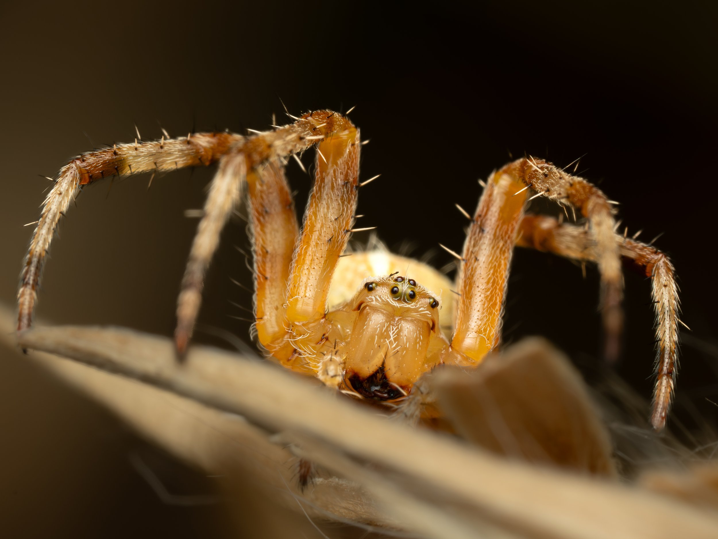 Cross Orbweaver.jpg