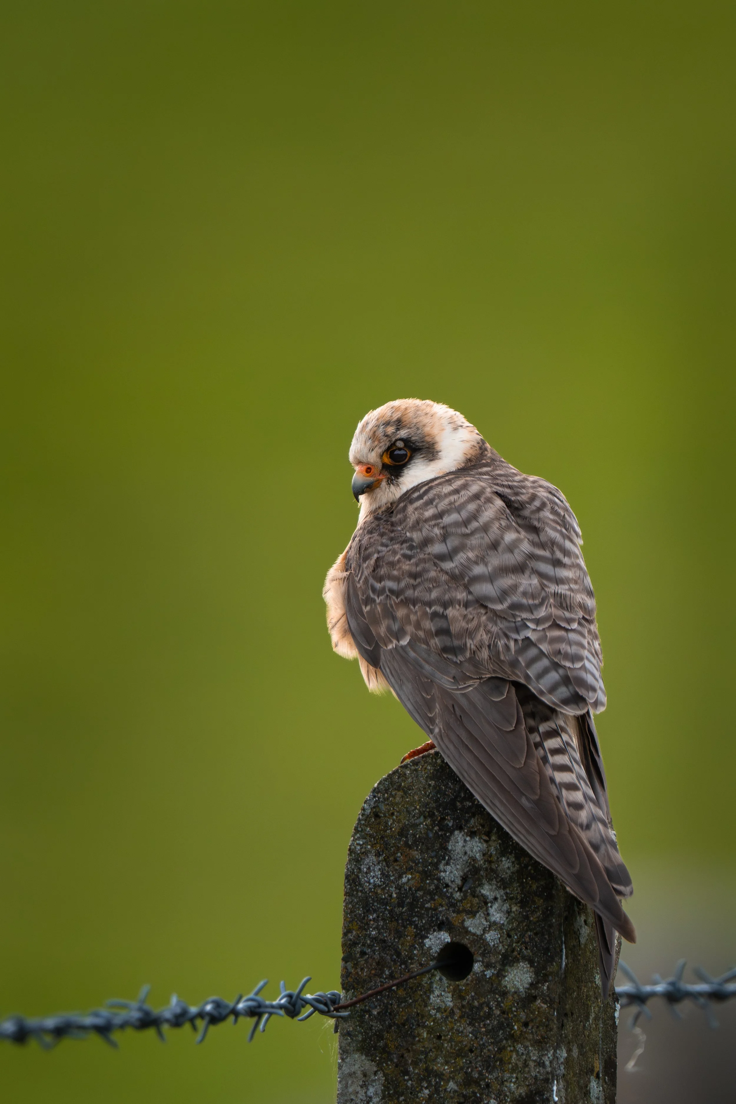 A red footed falcon perched on a concrete post with barbed wire, against a blurred green background.