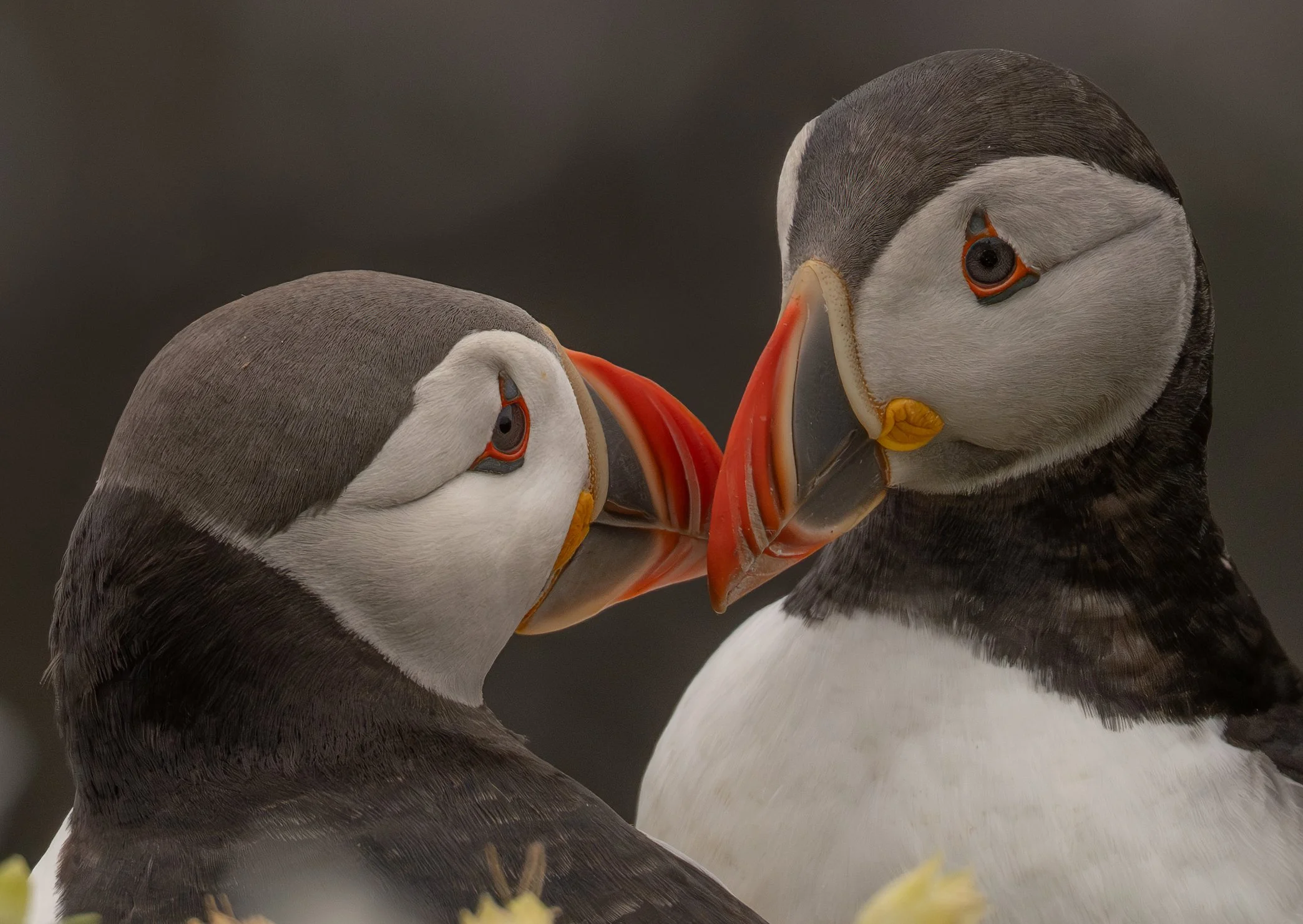 Two puffin birds touching beaks, against a dark background.