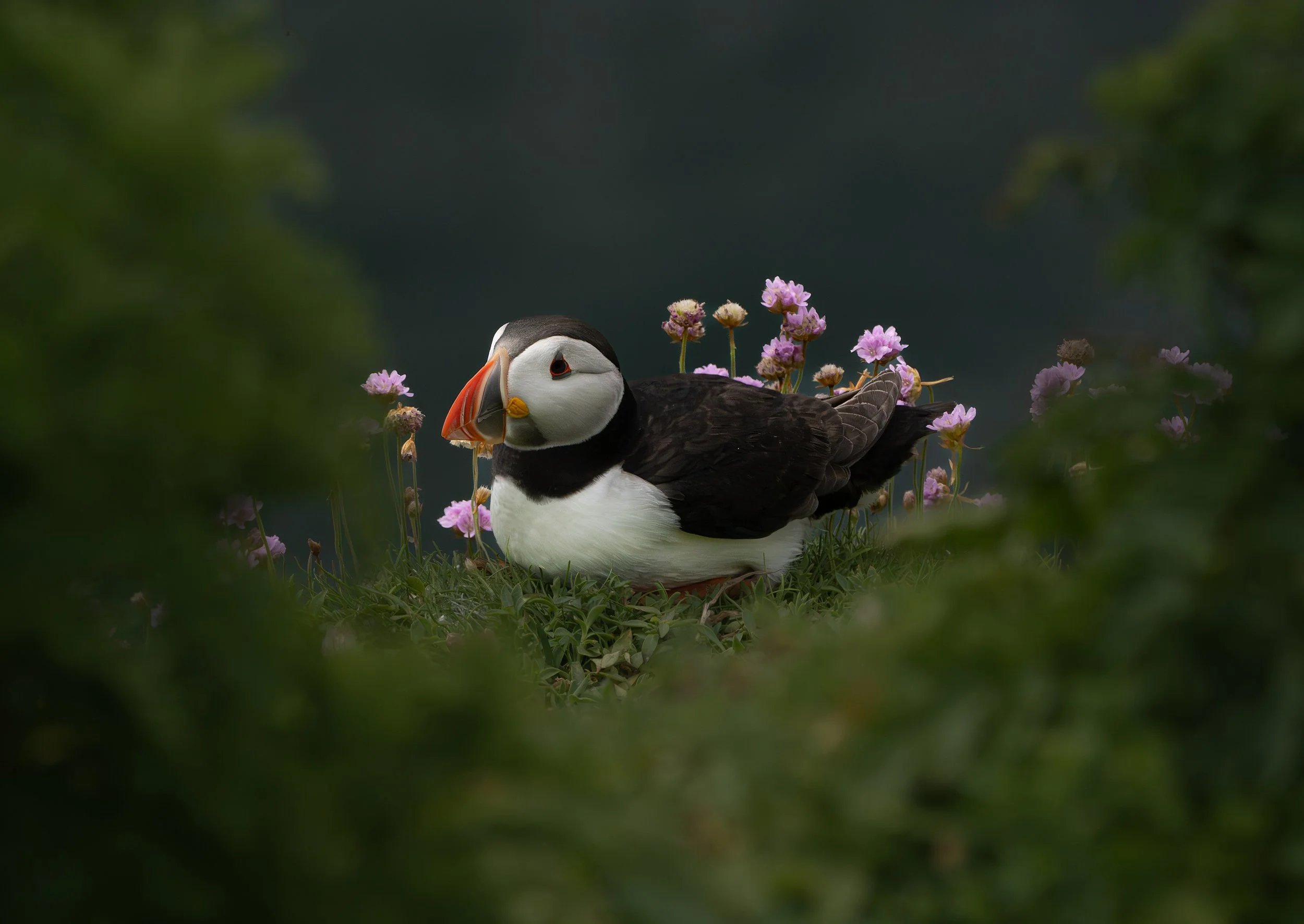 A puffin bird laying down among pink flowers with a dark, blurred background.