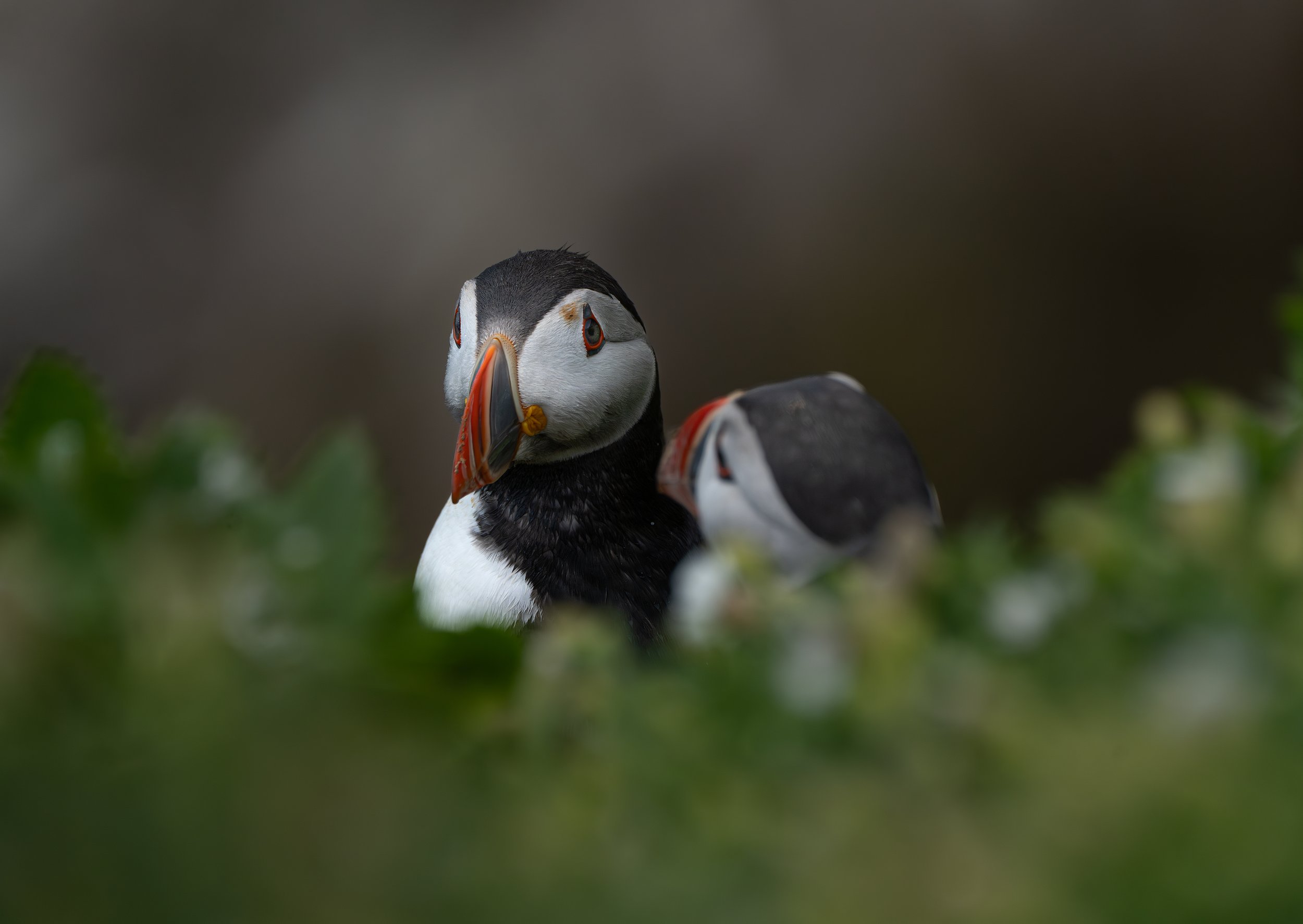 Close-up of a puffin bird behind some green leaves, with a blurred background.