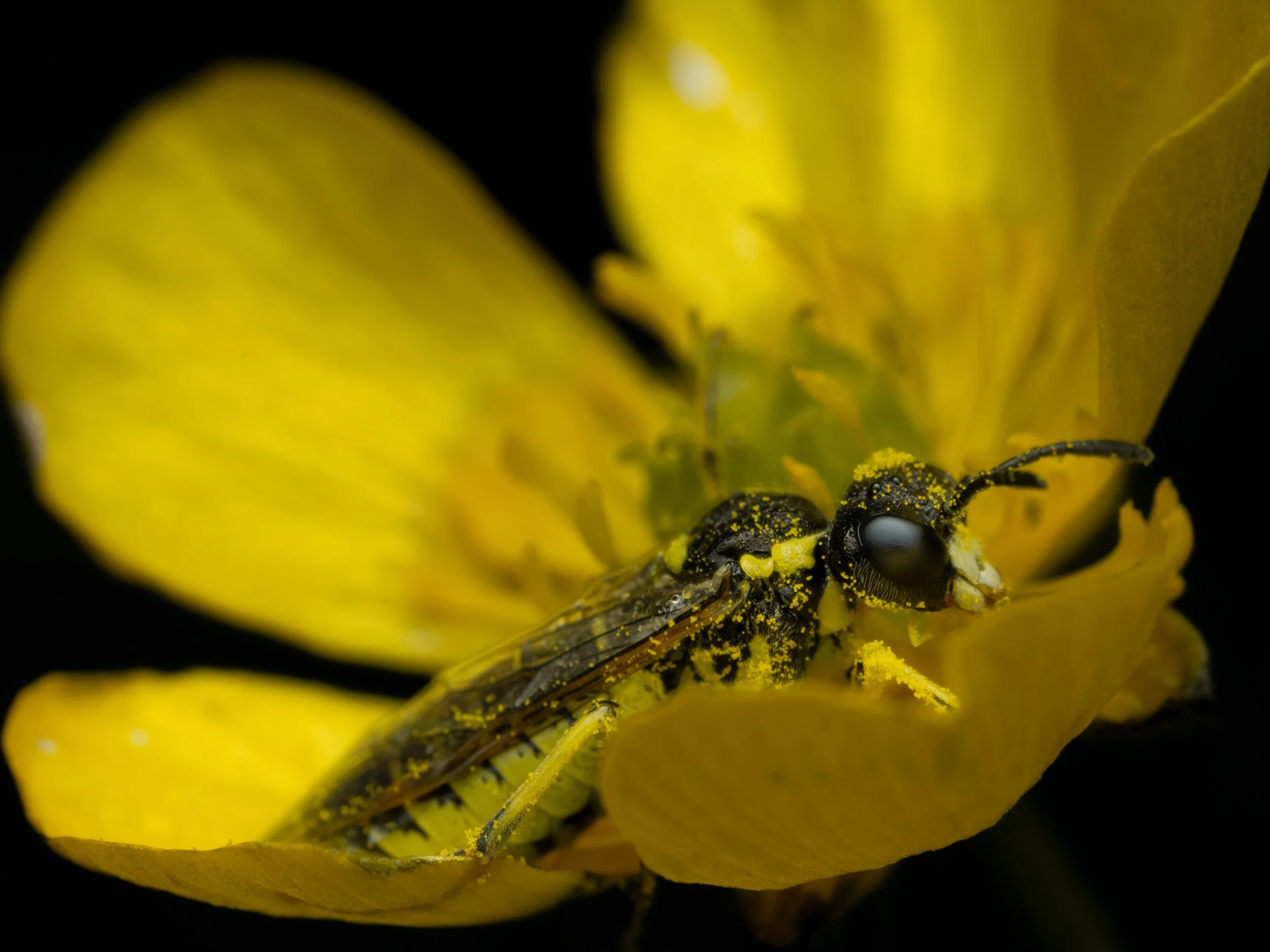 Close-up of a buttercup with a Yellow-sided Clover-fly covered in yellow pollen resting on the petals.