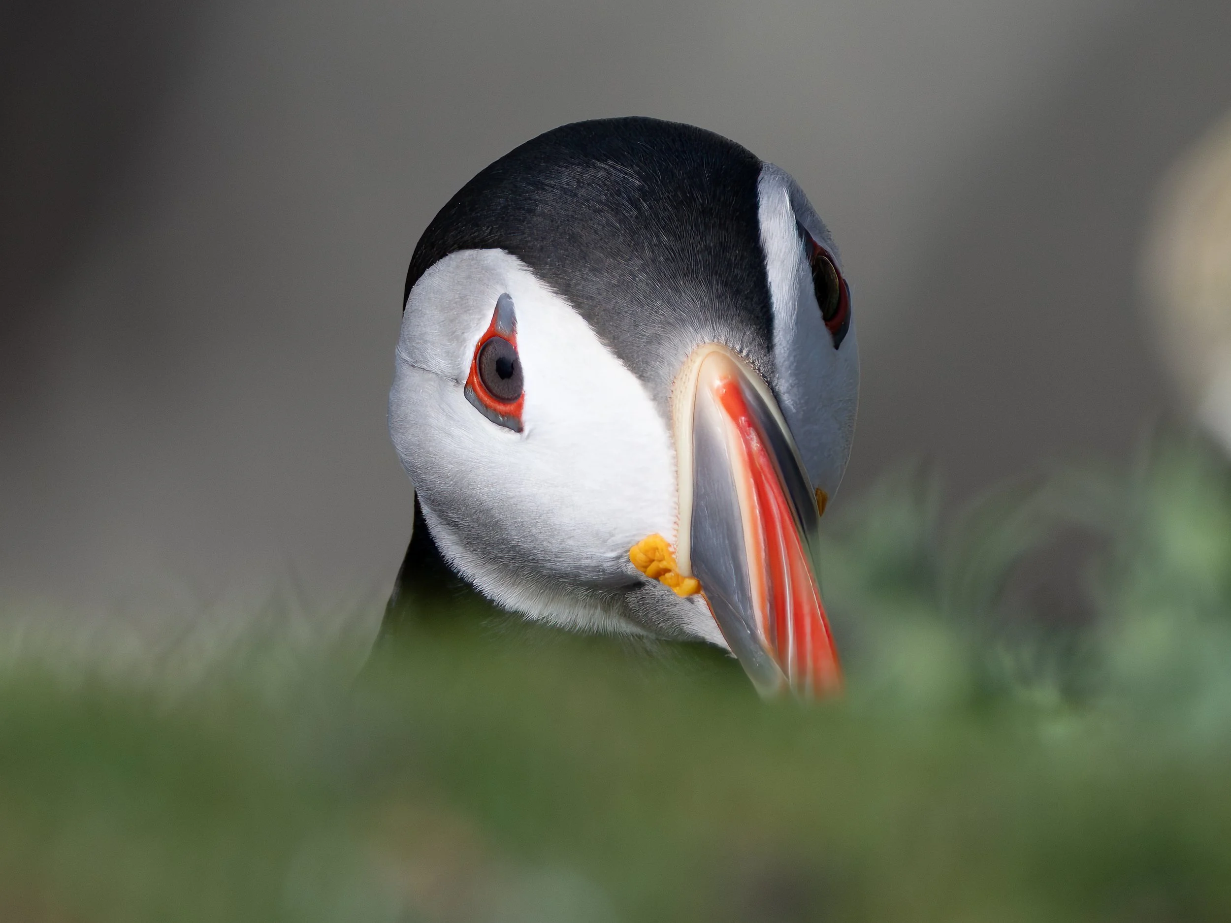 Close-up of a puffin's head with black and white feathers, orange beak, and dark eyes, against a blurred green background.