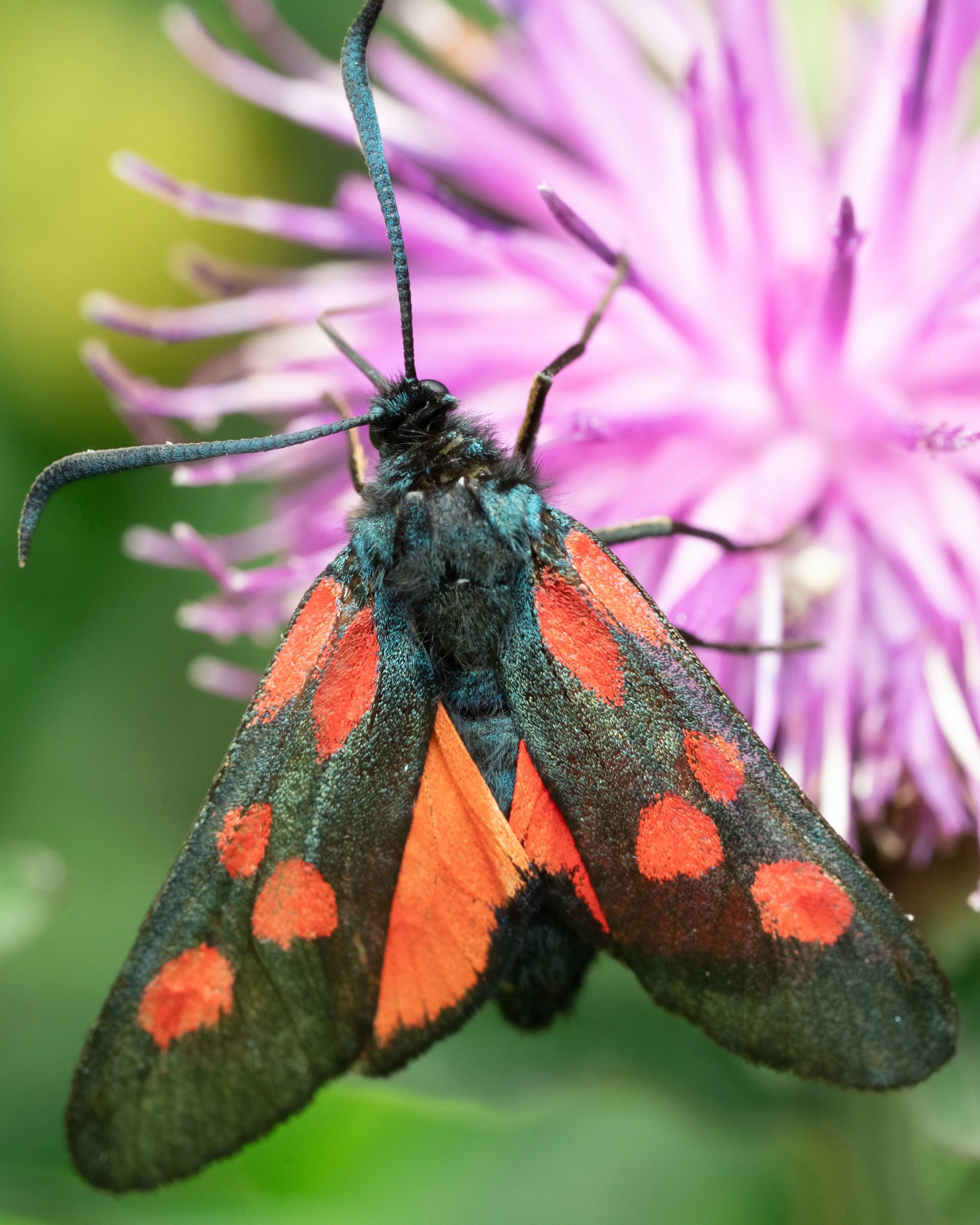 A five-sport burnet moth spreading it's wings on some knapweed