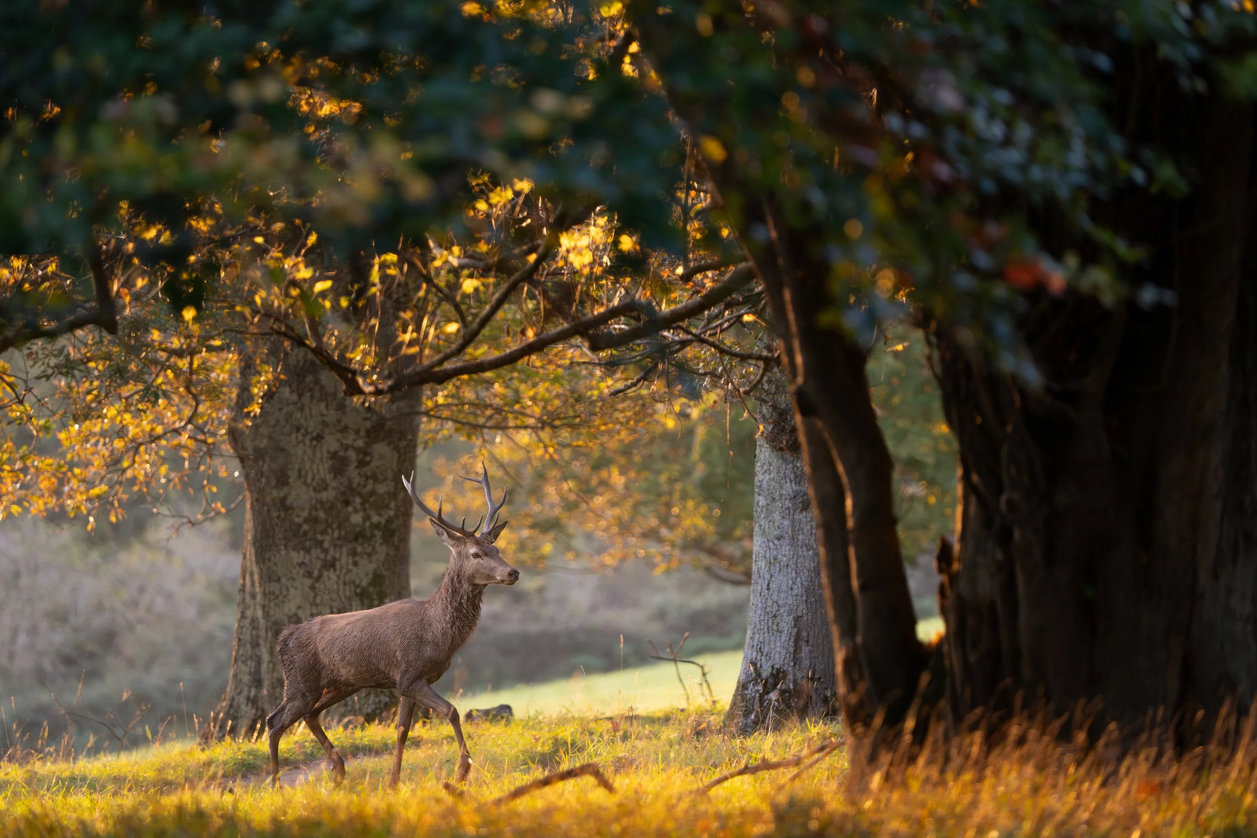 A red deer with walking through a forest with autumn leaves and large trees