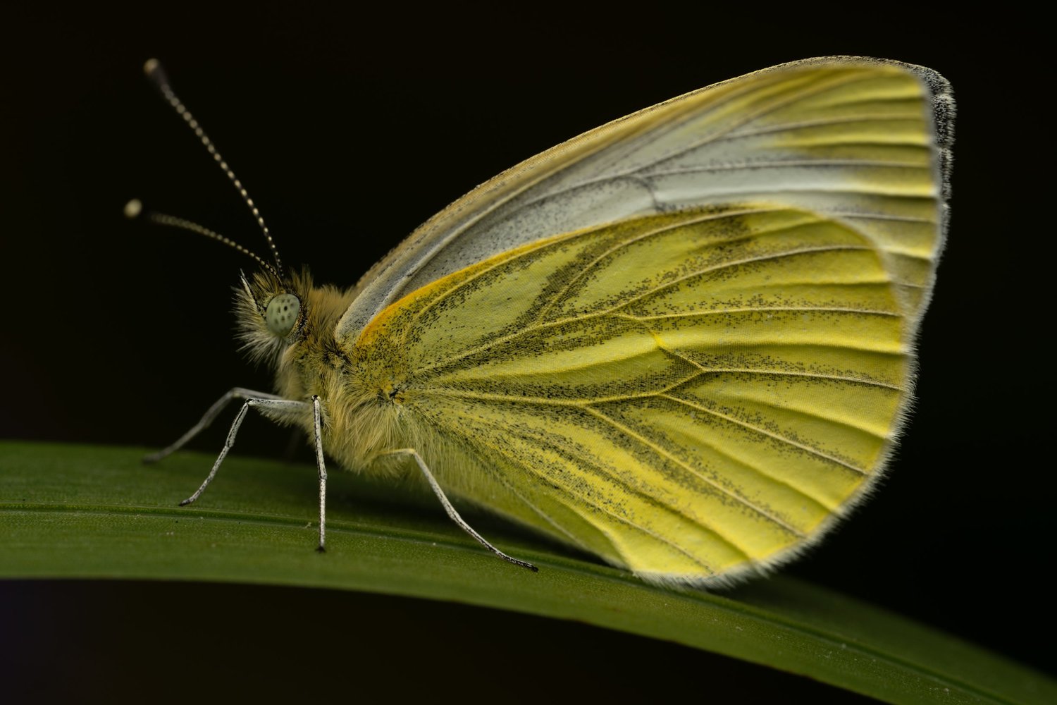 Green Veined White